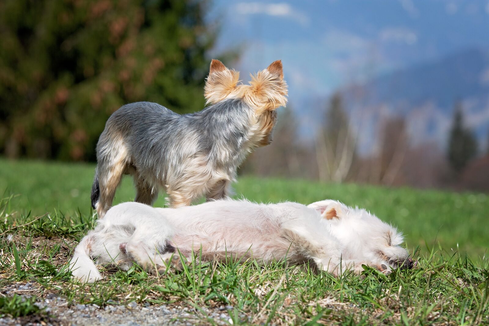 Nikon D7100 sample photo. Dogs, out, meadow photography