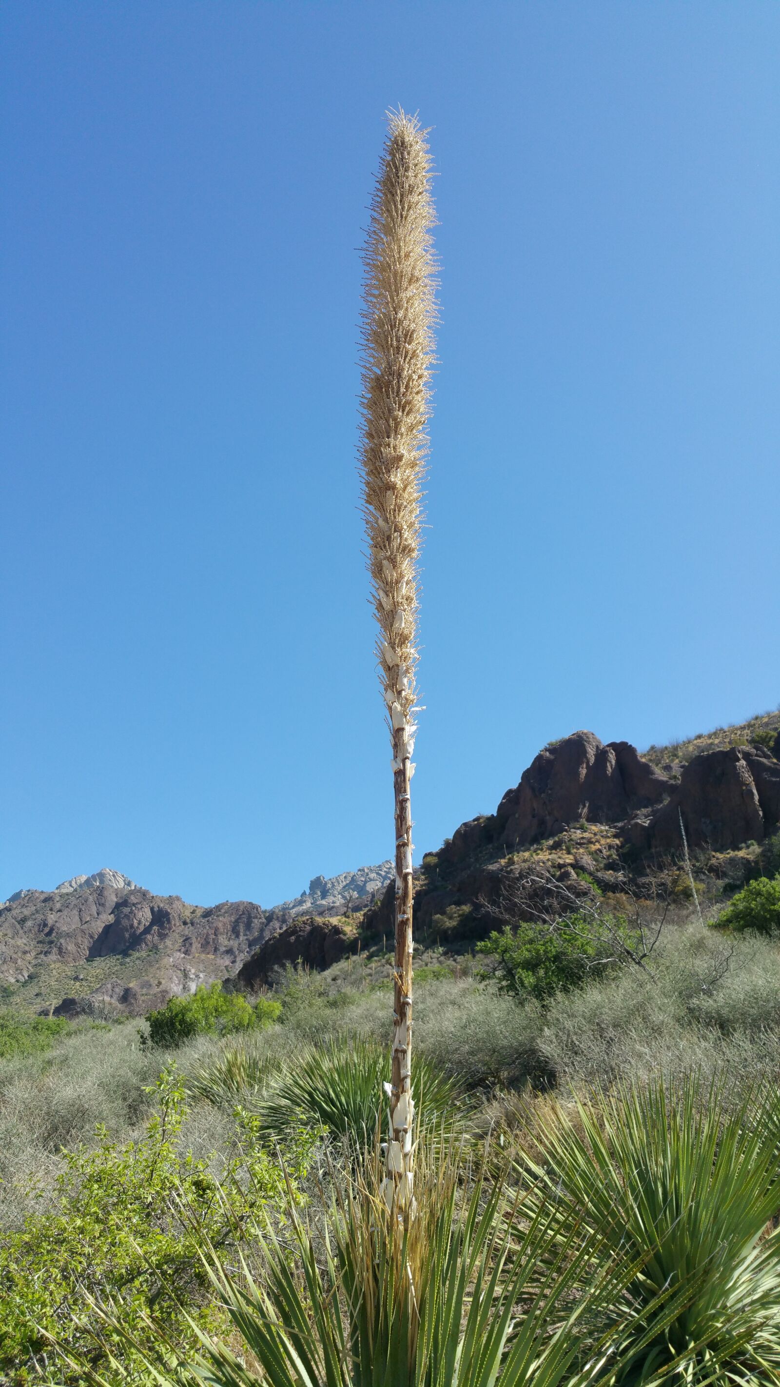 Samsung Galaxy Note4 sample photo. Desert flowers, new mexico photography
