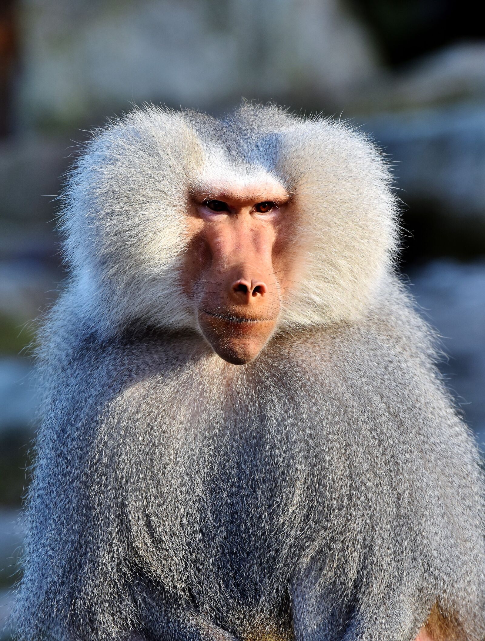 Nikon D7200 sample photo. Baboon, monkey, primate photography