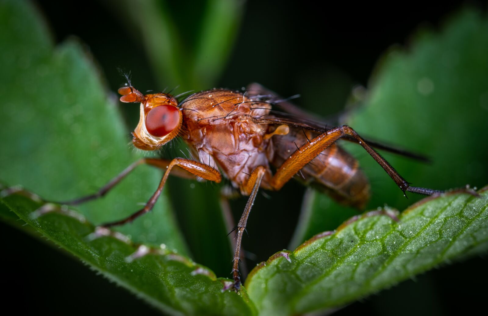 Sony a7R II sample photo. Macro, insect, fly photography