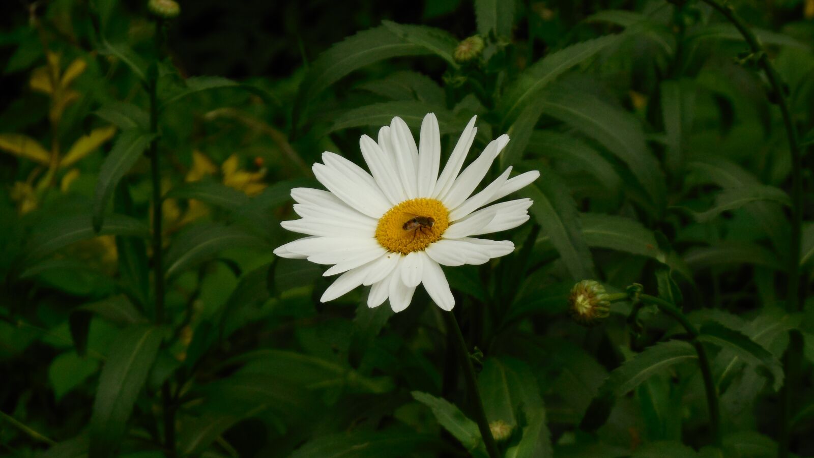 Nikon Coolpix S6400 sample photo. Bug, flowers, blossom photography