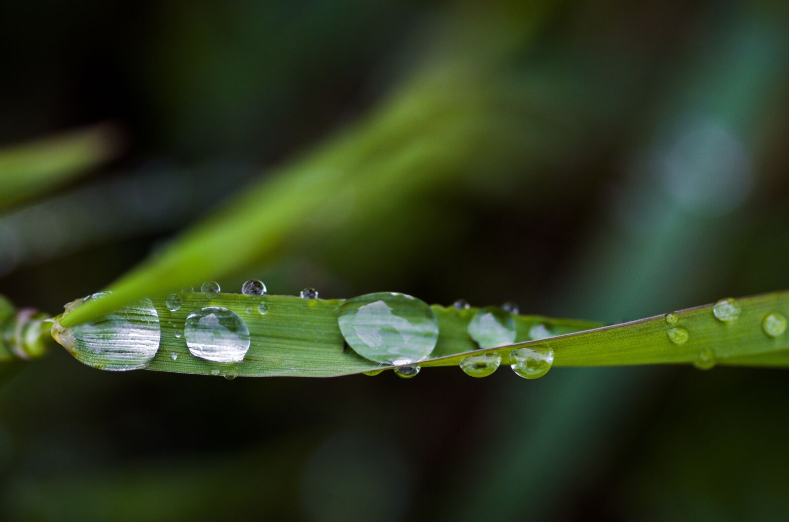 Nikon D7000 sample photo. Water, nature, plants photography