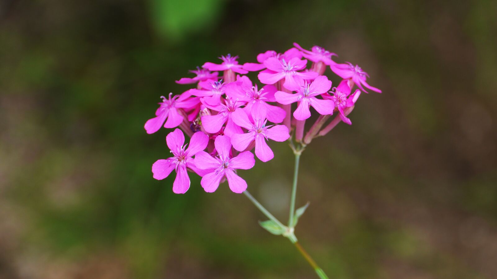 Panasonic Lumix DMC-GH3 sample photo. Flowers, korea, pink photography