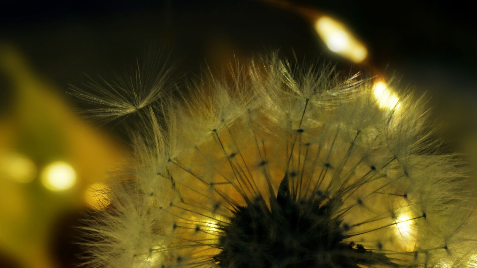 Sony a6000 sample photo. Dandelion, nature, screen photography