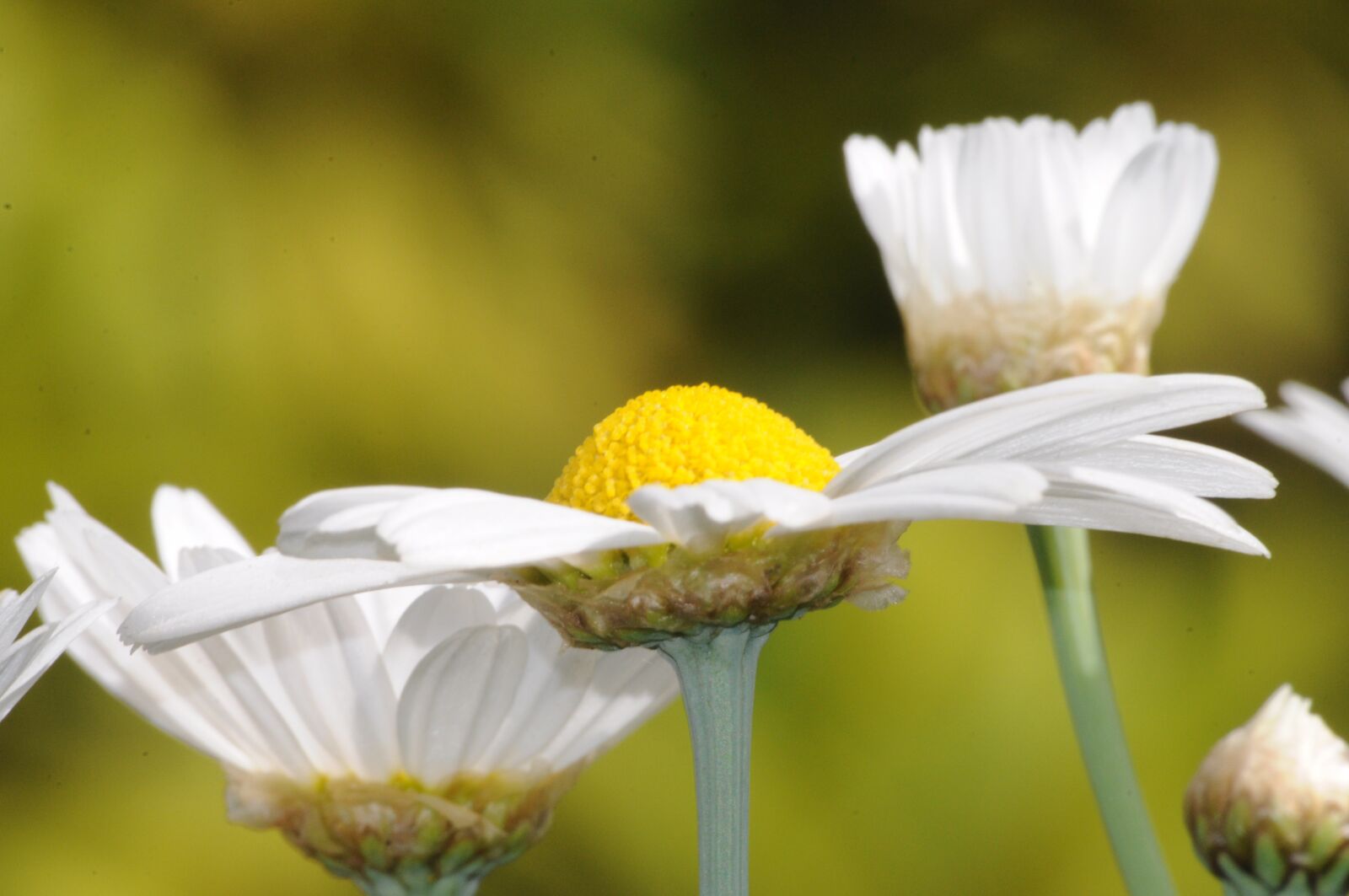 Nikon D5000 sample photo. Flowers, margueritte, marguerittes photography