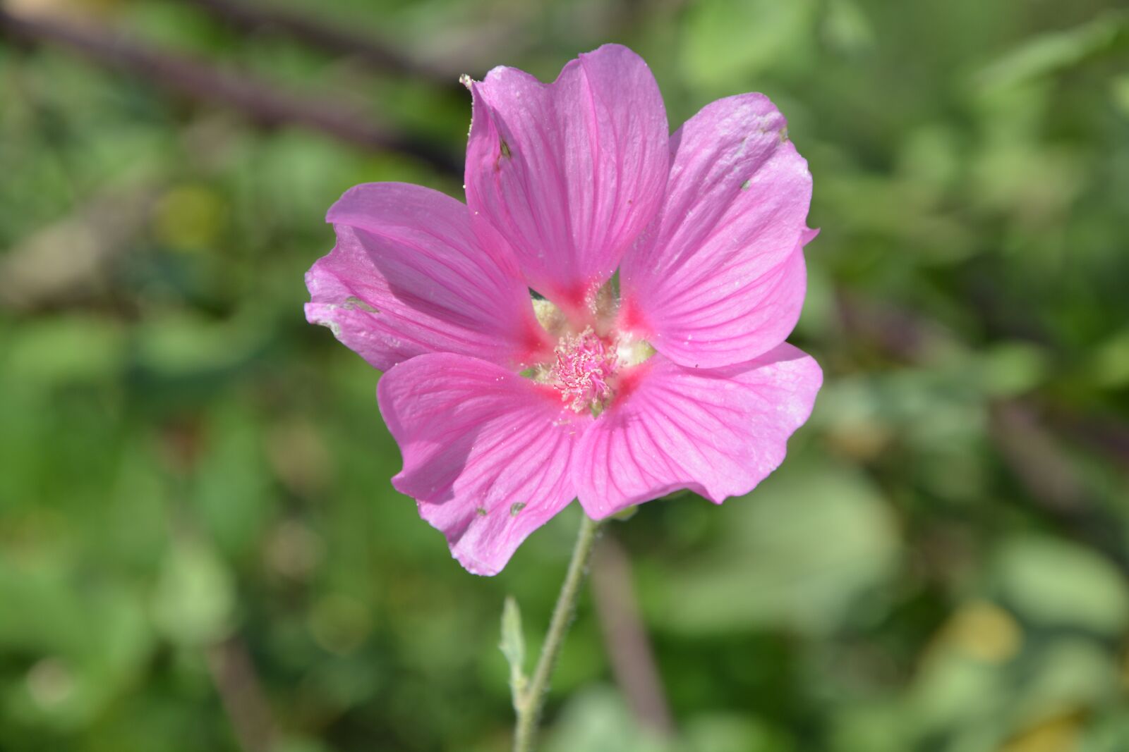 Nikon D5200 sample photo. Flowers hibiscus, pink, garden photography