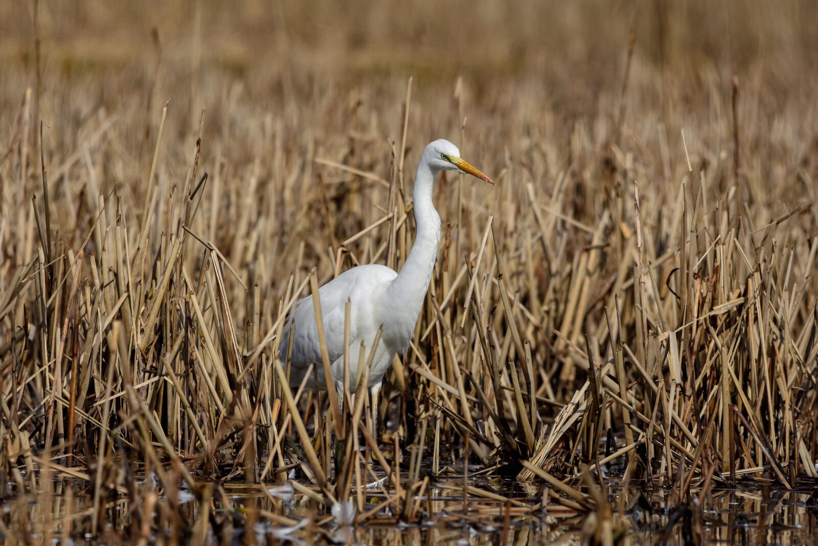 Nikon D7200 sample photo. Animal, pond, water photography