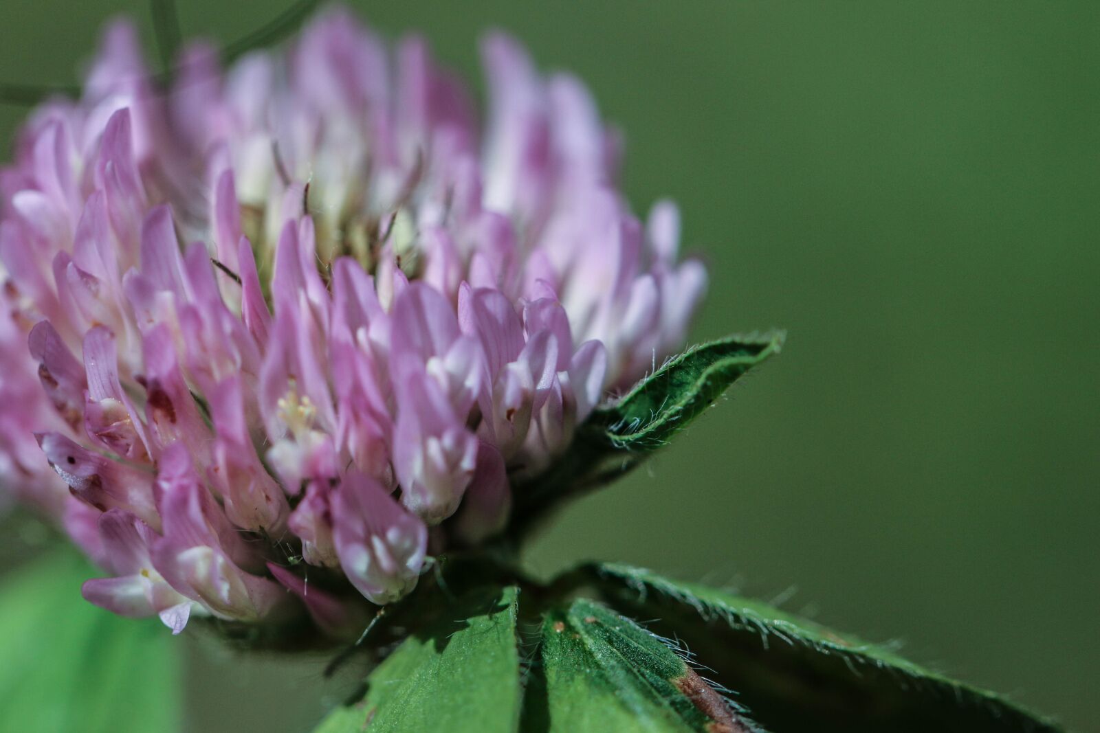 Canon EOS 7D Mark II sample photo. Wildflower, flower, summer photography