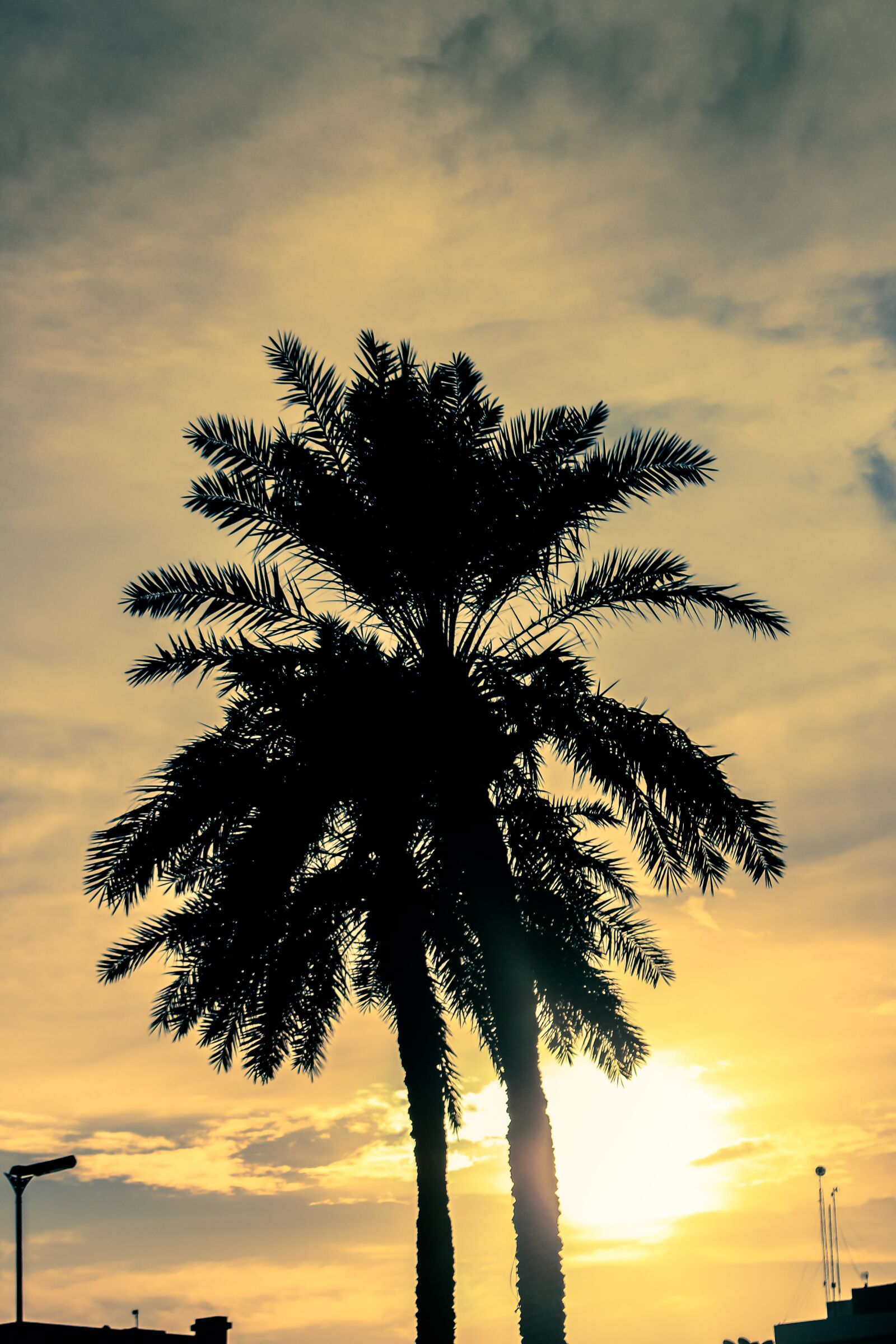 Canon EOS 700D (EOS Rebel T5i / EOS Kiss X7i) sample photo. Sunset, palm trees, palm photography
