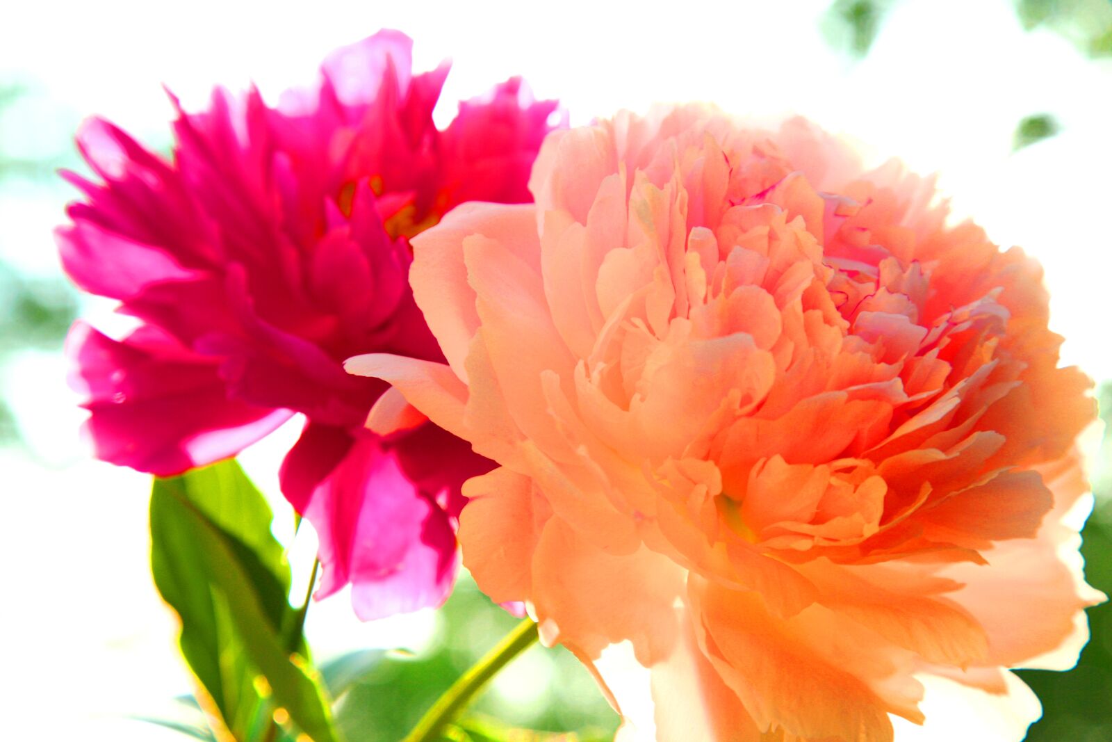 Canon EOS 5D sample photo. Peony photography