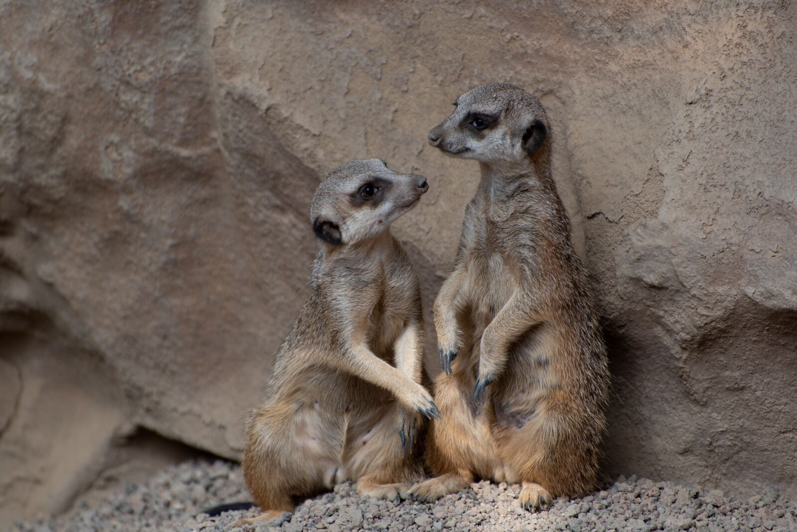 Nikon D750 sample photo. Meerkat, zoo, luxembourg photography