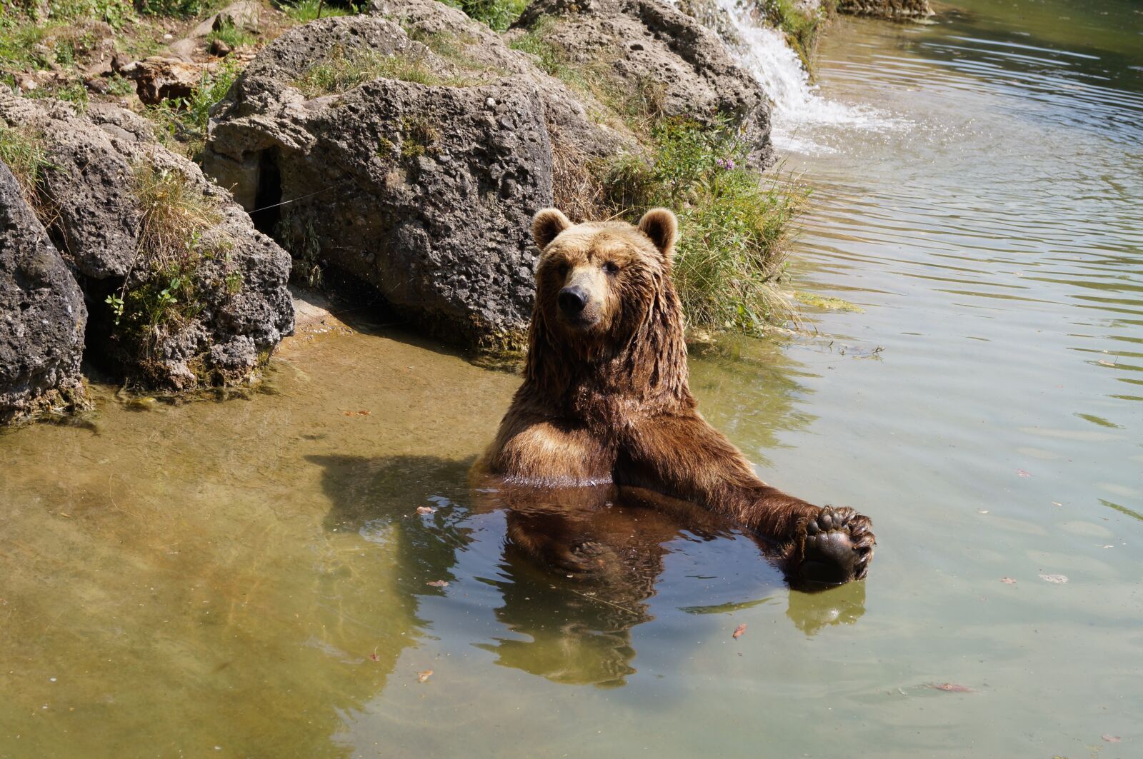 Sony SLT-A37 sample photo. Brown bear, bear, zoo photography