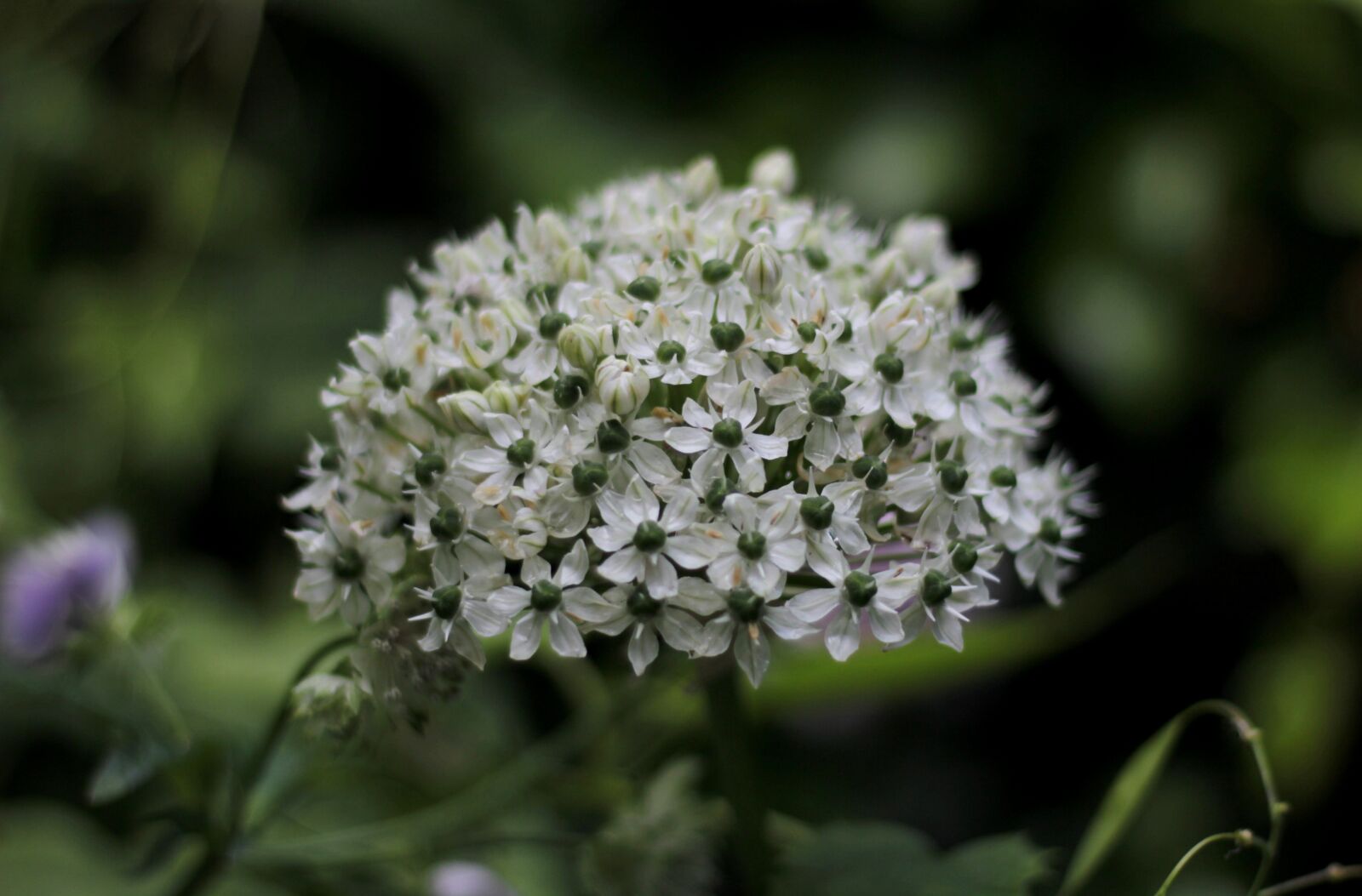 Canon EOS 600D (Rebel EOS T3i / EOS Kiss X5) sample photo. Allium nigrum, ornamental onion photography