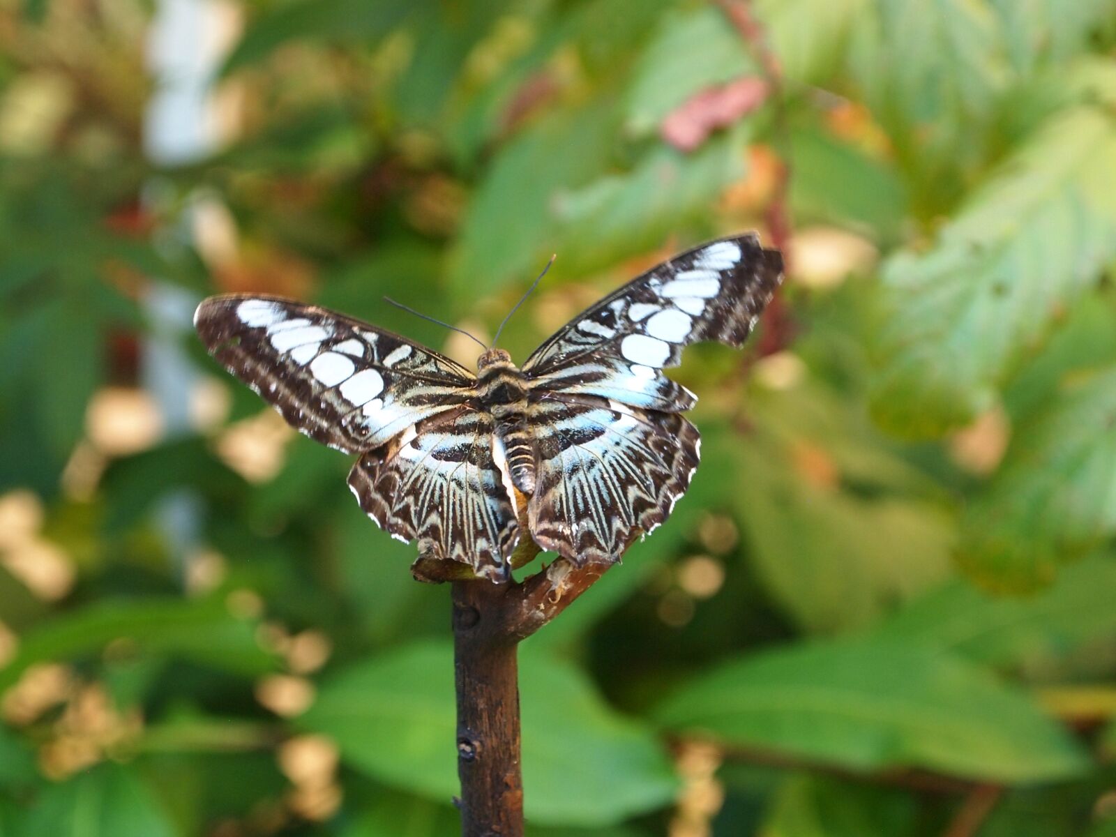 Olympus PEN E-PL1 sample photo. Butterfly, nature, insect photography