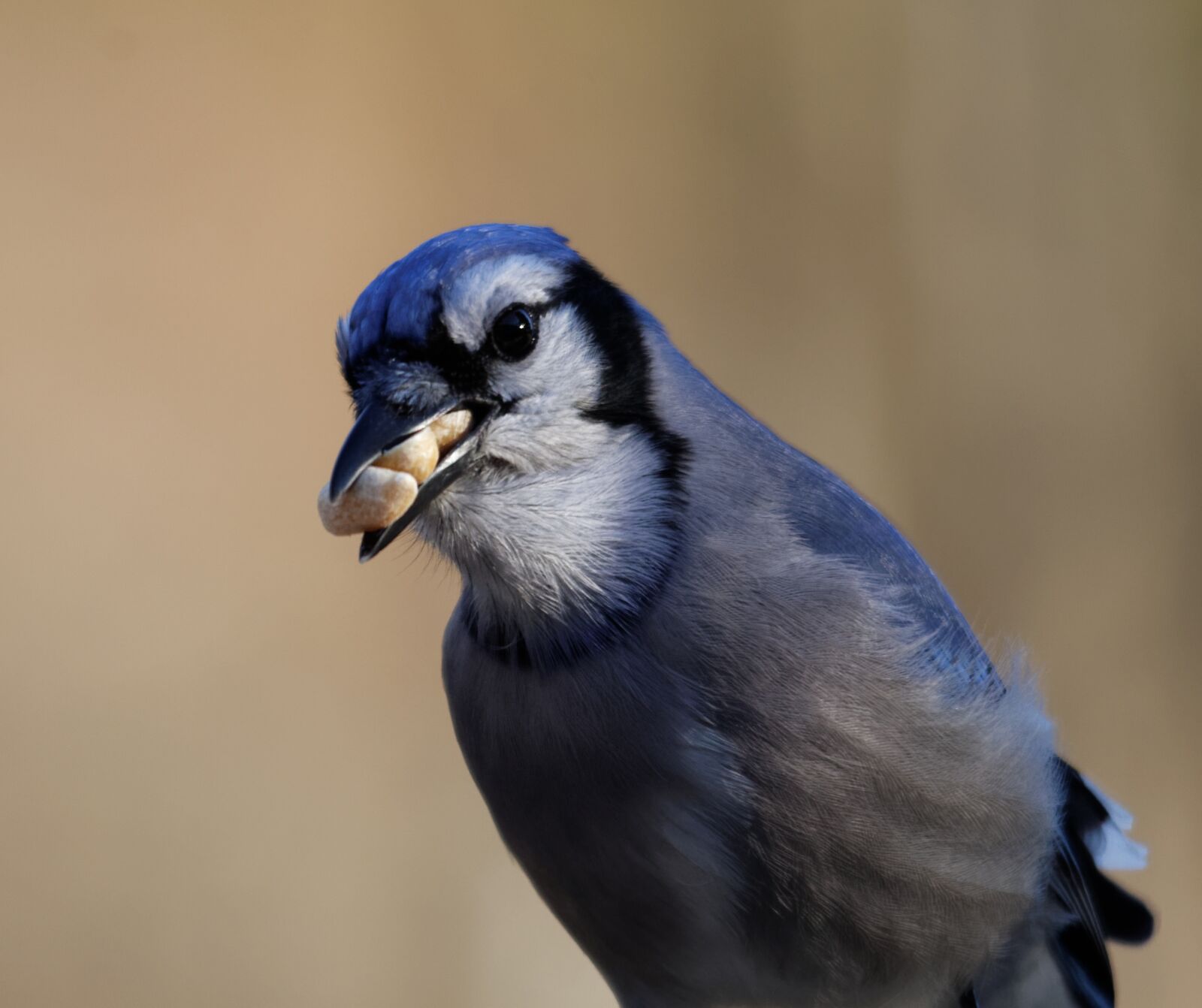 Canon EOS 70D sample photo. Blue jay, bird, eating photography