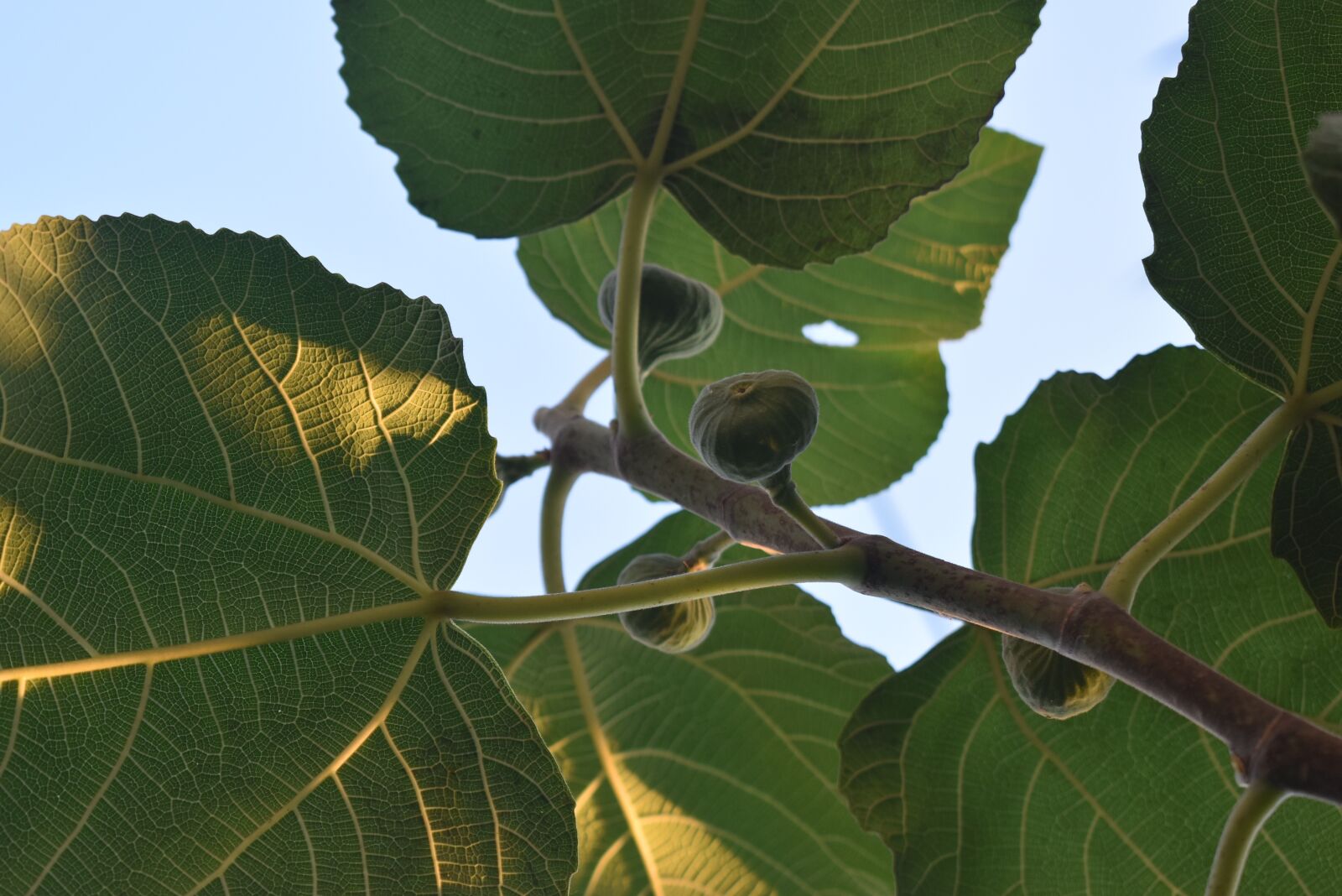Nikon D5600 sample photo. Green, fig, nature photography