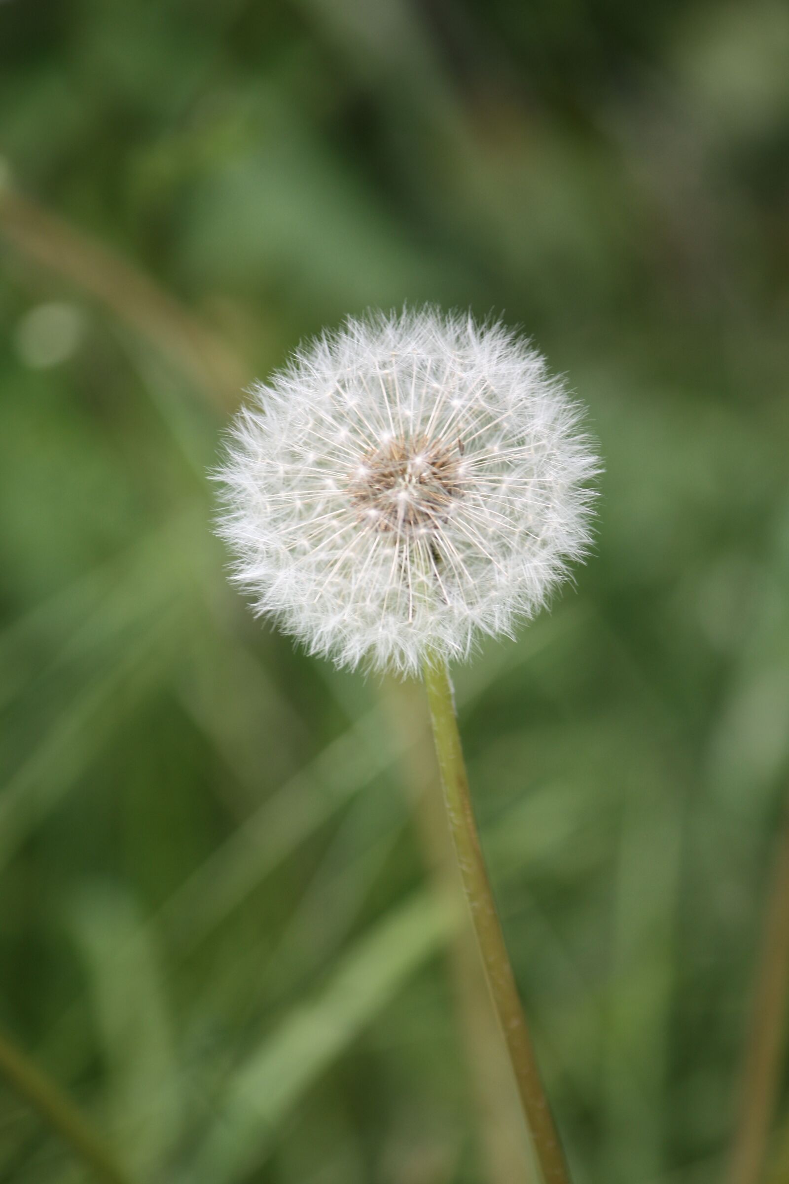 Canon EOS 450D (EOS Rebel XSi / EOS Kiss X2) sample photo. Dandelion, flower, nature photography
