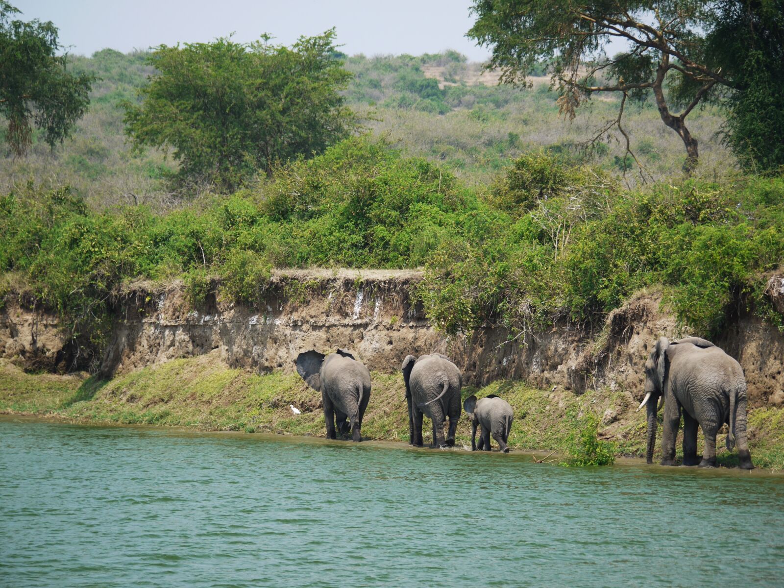Panasonic Lumix DMC-G1 sample photo. Elephant, uganda, bluff photography