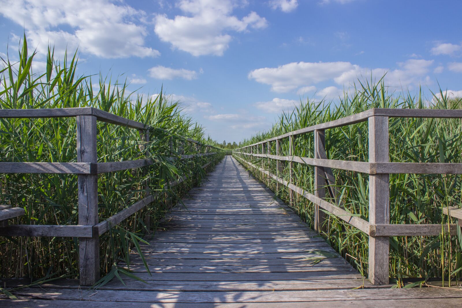 Canon EOS 600D (Rebel EOS T3i / EOS Kiss X5) sample photo. Web, boardwalk, reed photography
