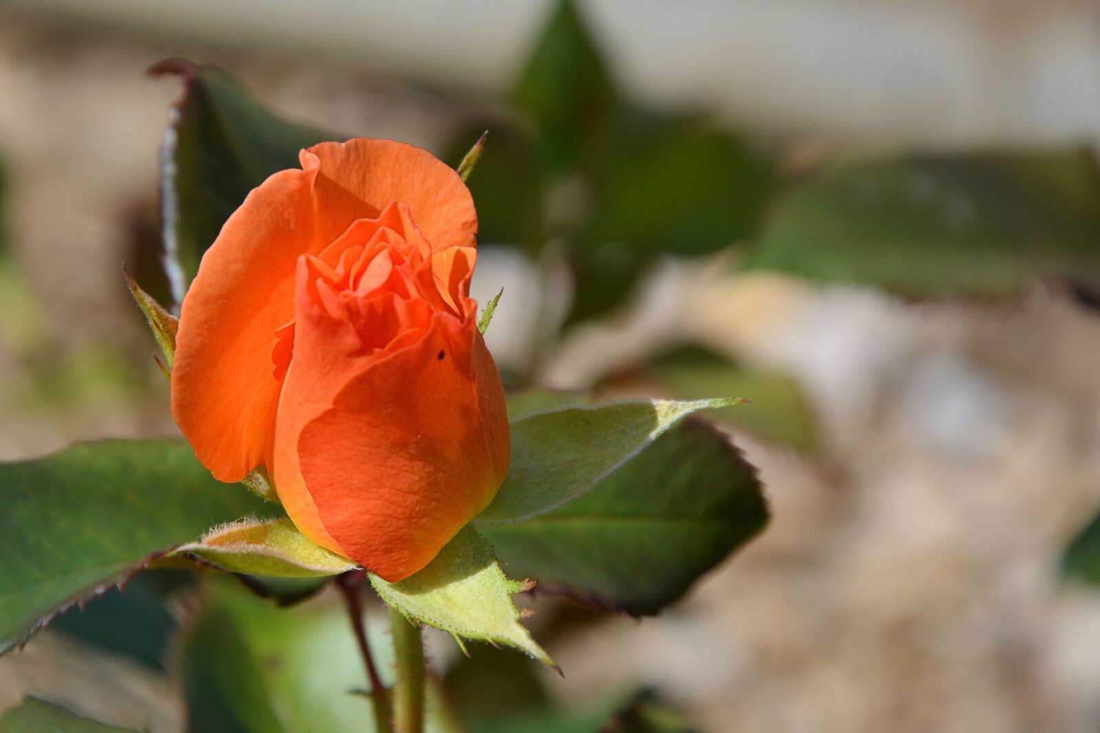Nikon D5100 sample photo. Rose, orange, orange rose photography