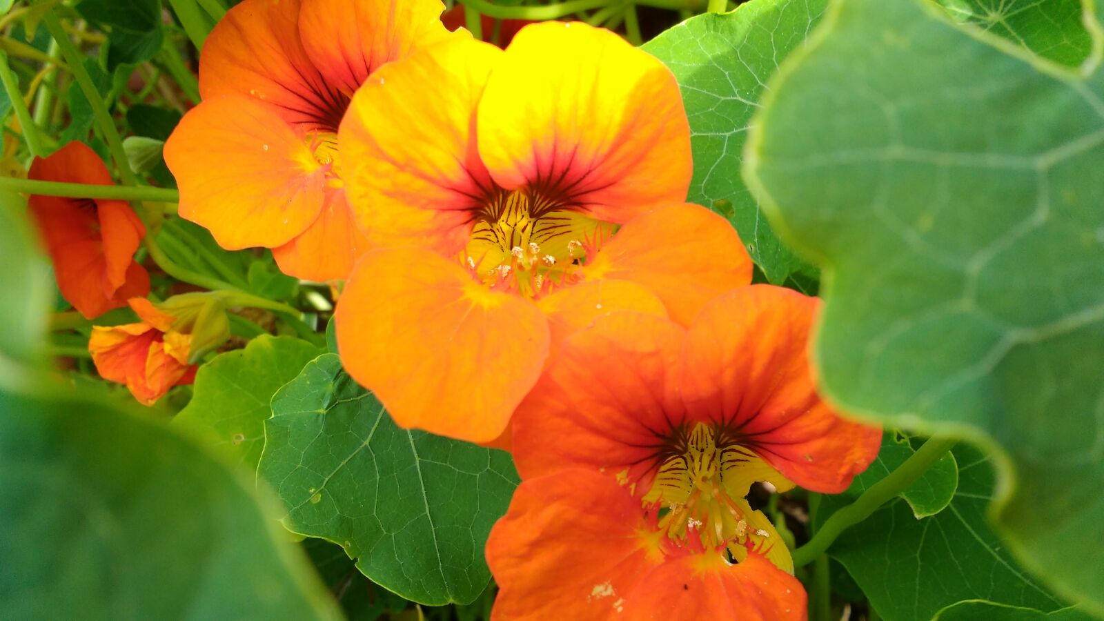 Motorola Moto G Turbo Edition sample photo. Flower, nature, orange photography