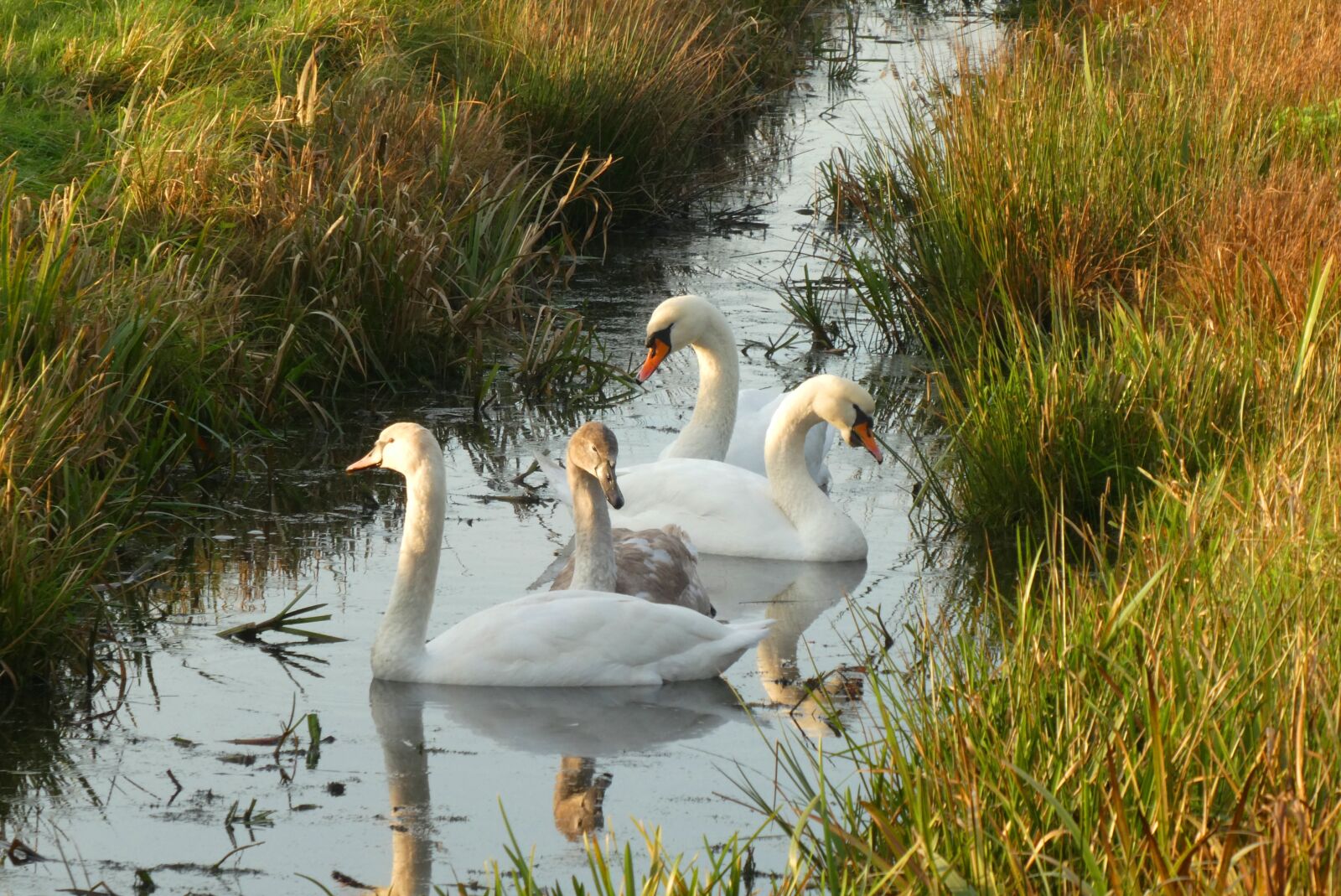 Panasonic Lumix DC-ZS70 (Lumix DC-TZ90) sample photo. Swans, swimming, waterfowl photography