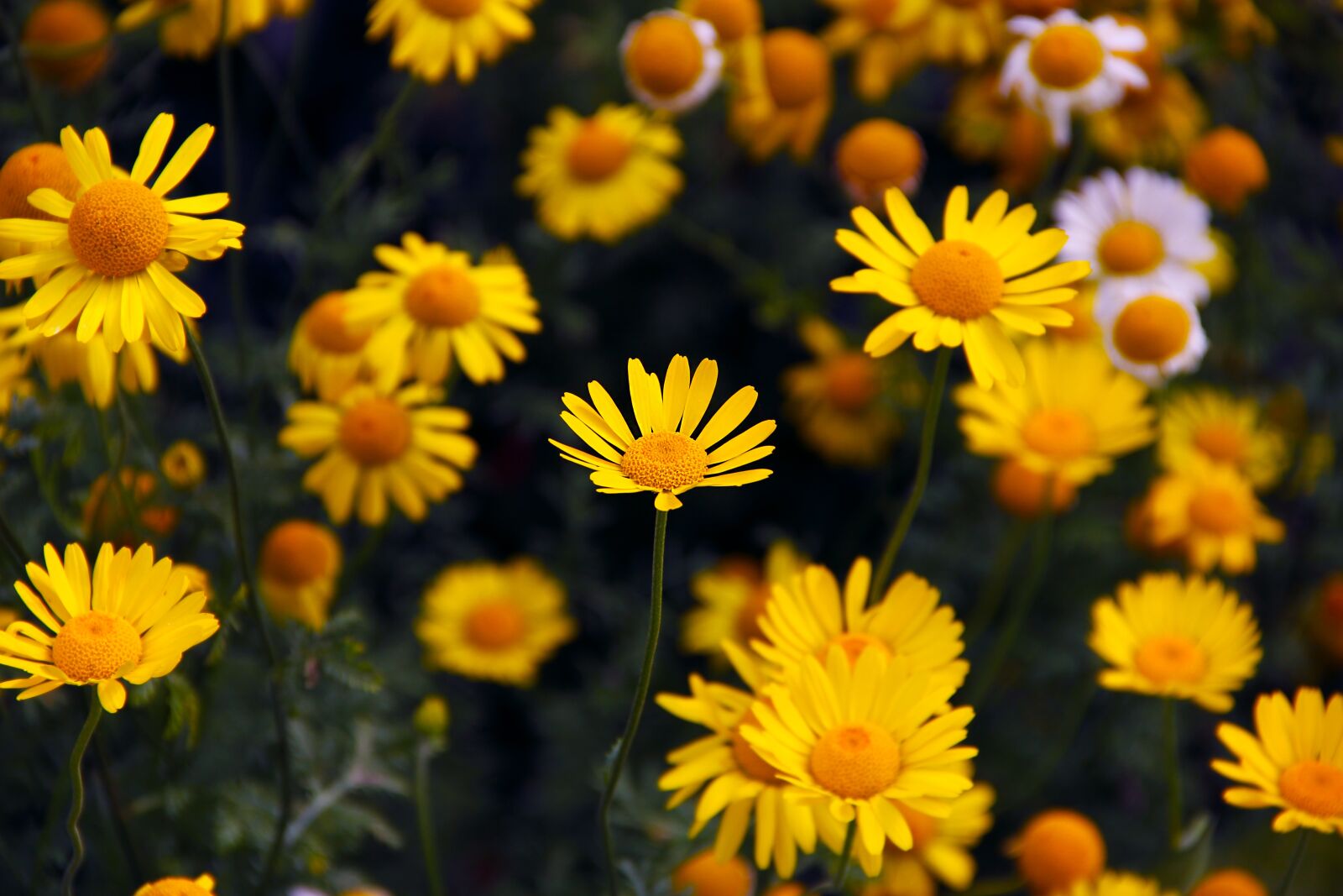 Canon EOS 550D (EOS Rebel T2i / EOS Kiss X4) sample photo. Flowers, daisies, yellow photography