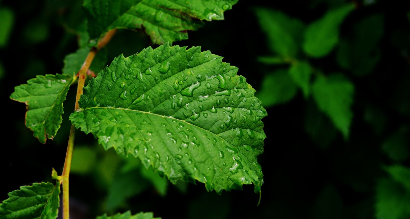 Nikon D5200 sample photo. Leaf, green leaf, drop photography
