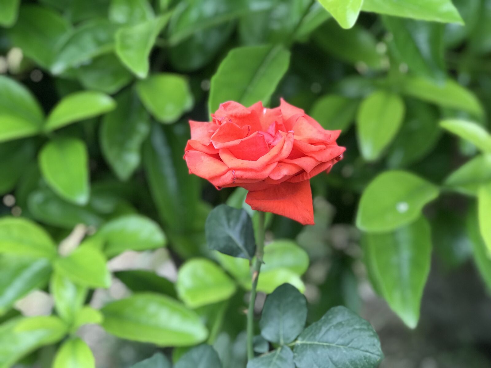 iPhone 7 Plus back dual camera 6.6mm f/2.8 sample photo. Nature, plant, leaves photography