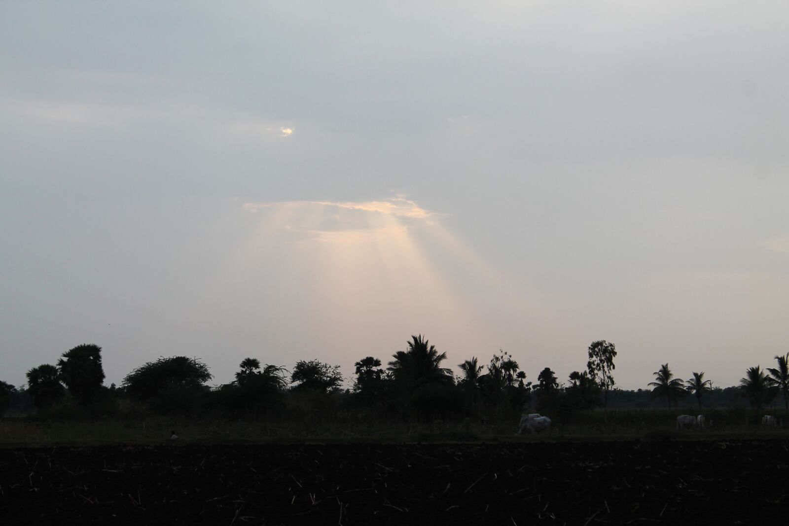 Canon EOS 1100D (EOS Rebel T3 / EOS Kiss X50) sample photo. Sun rays, sun, sun photography