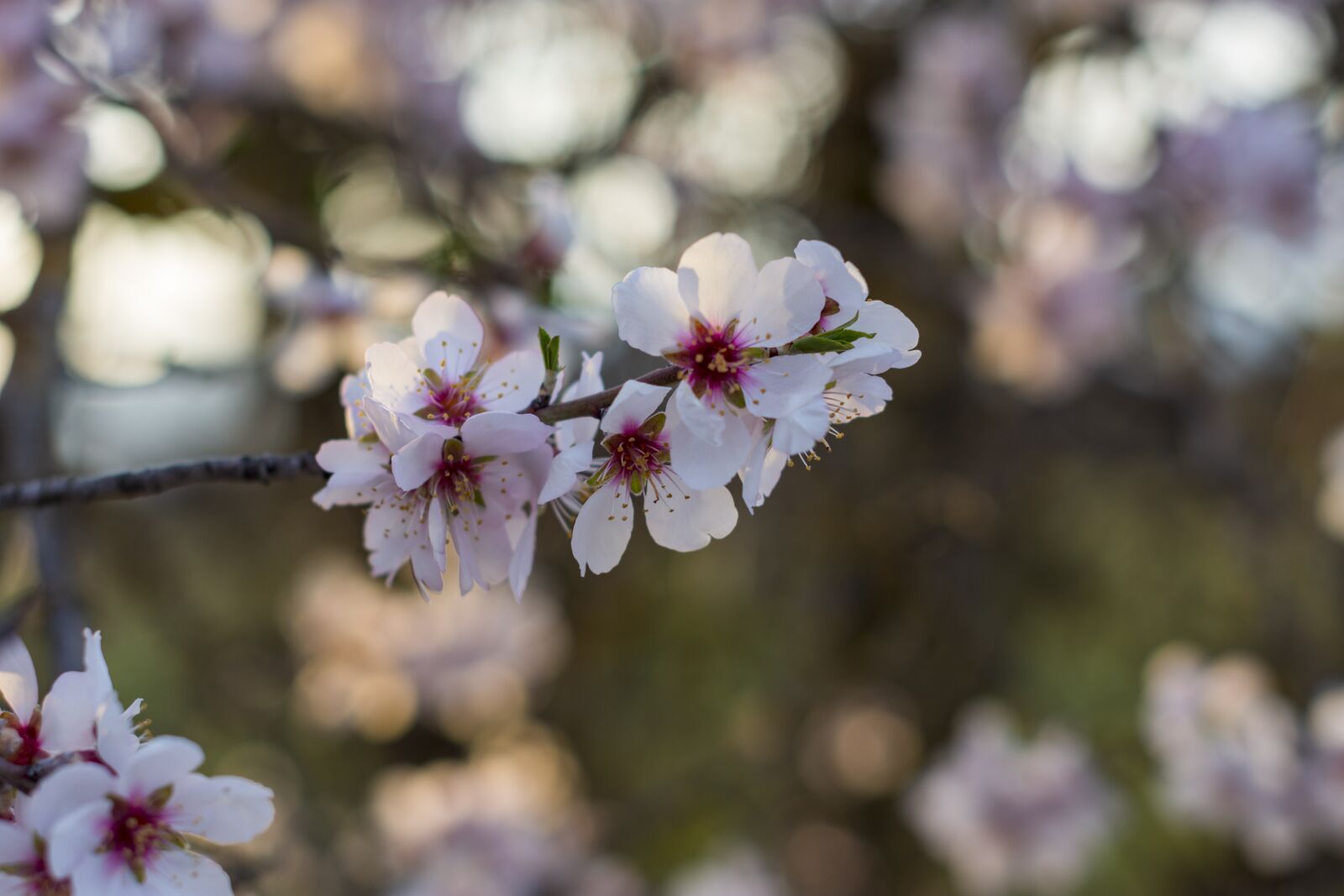 Nikon D7200 sample photo. Sunset, blossom, bloom photography