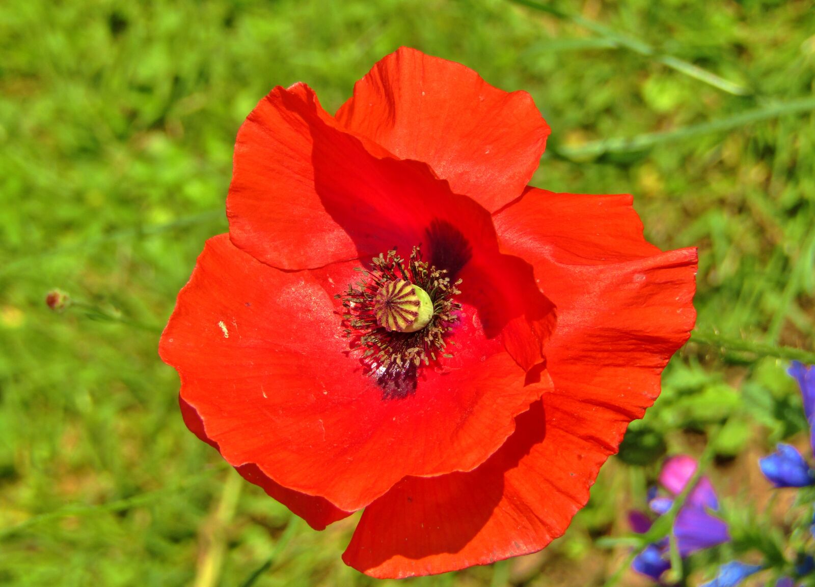 Canon POWERSHOT SX432 IS sample photo. Poppy, flower, red photography