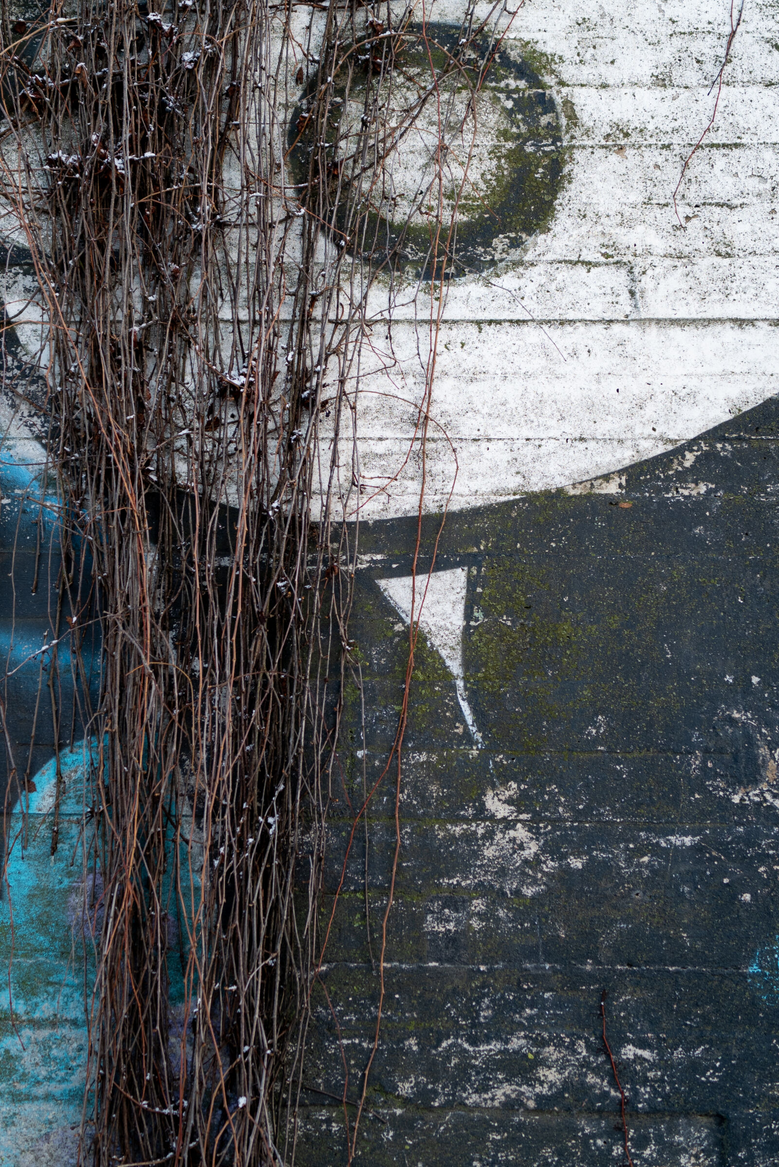 SUMMILUX 1:1.7/28 ASPH. sample photo. Plant decay wall photography