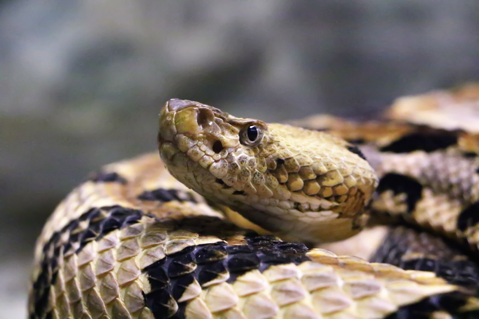 Canon EOS 7D Mark II sample photo. Snake, rattlesnake, reptile photography