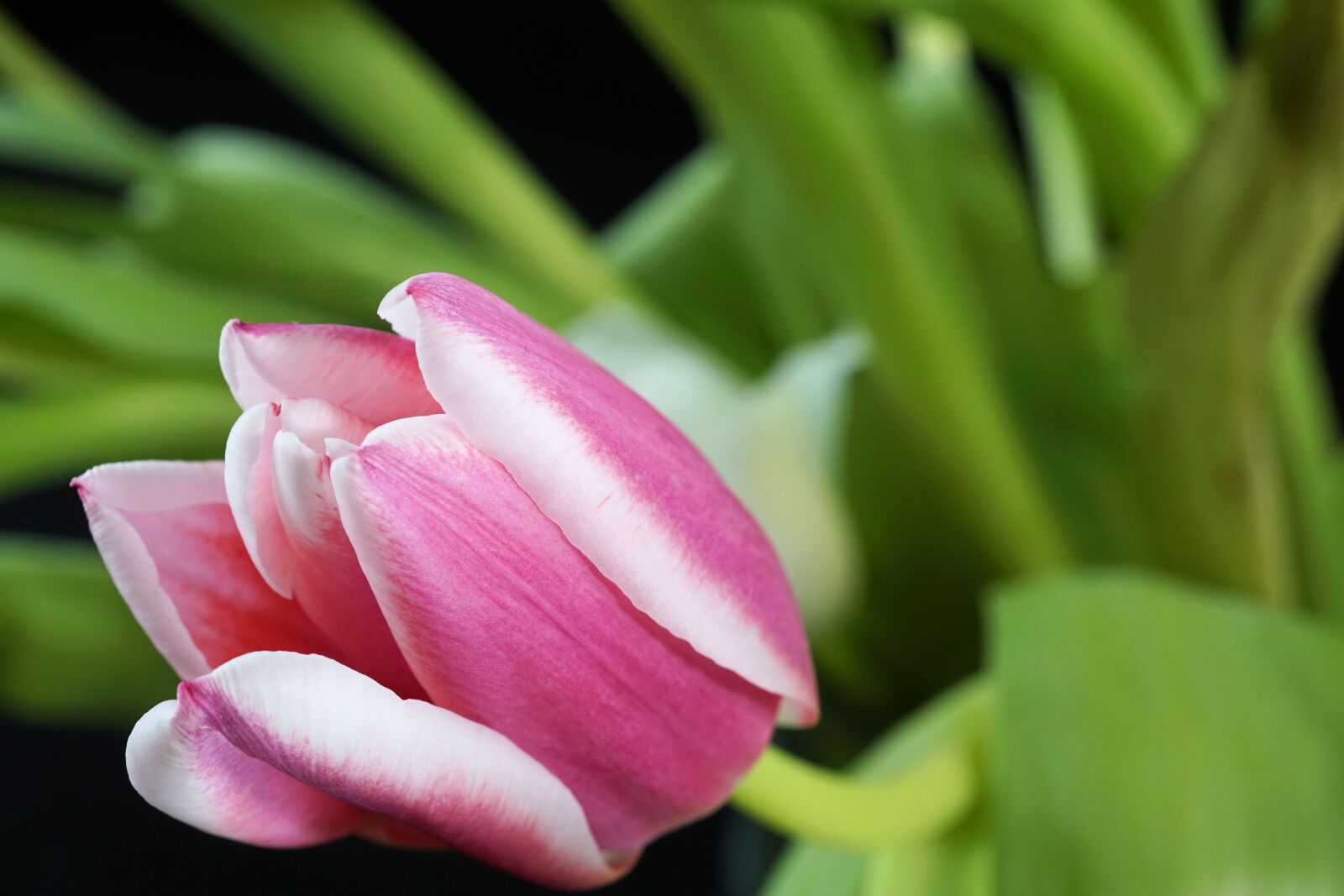 Sony E 30mm F3.5 Macro sample photo. Tulip, spring, blossom photography
