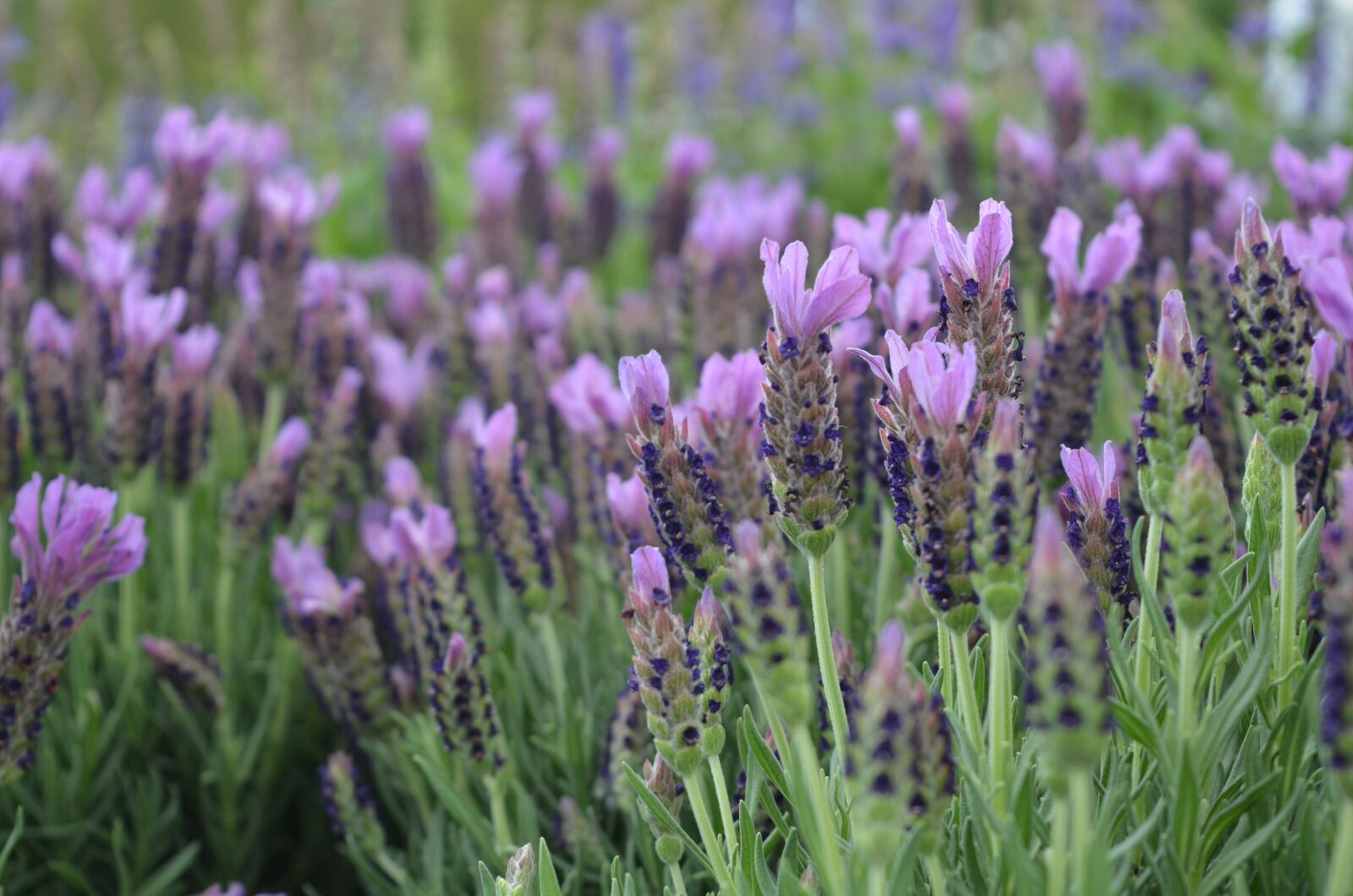 Nikon D7000 sample photo. Plant, flower, floral photography