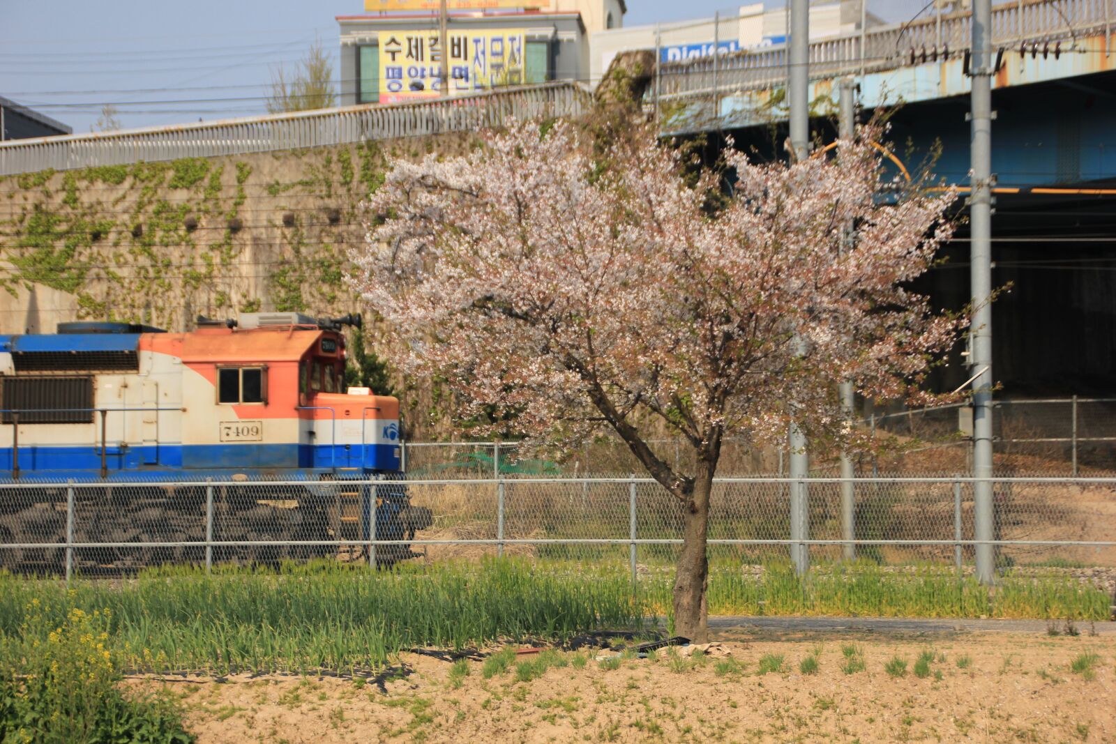 Canon EOS 600D (Rebel EOS T3i / EOS Kiss X5) sample photo. Korea, railway, transportation photography