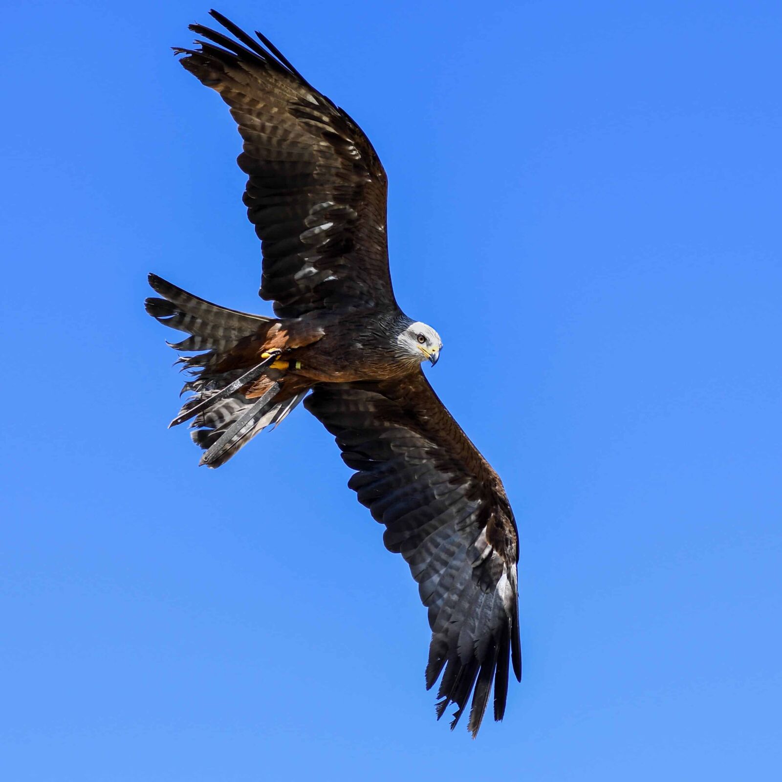 Nikon D500 sample photo. Beak, wild, predator, feather photography