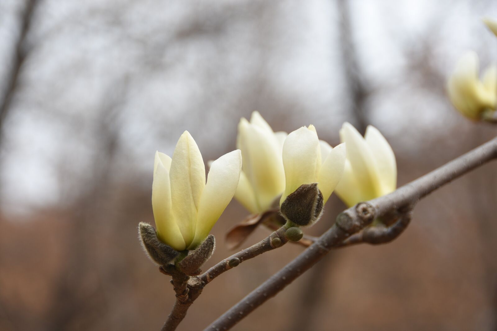 Nikon D7200 sample photo. Magnolia, white, nature photography