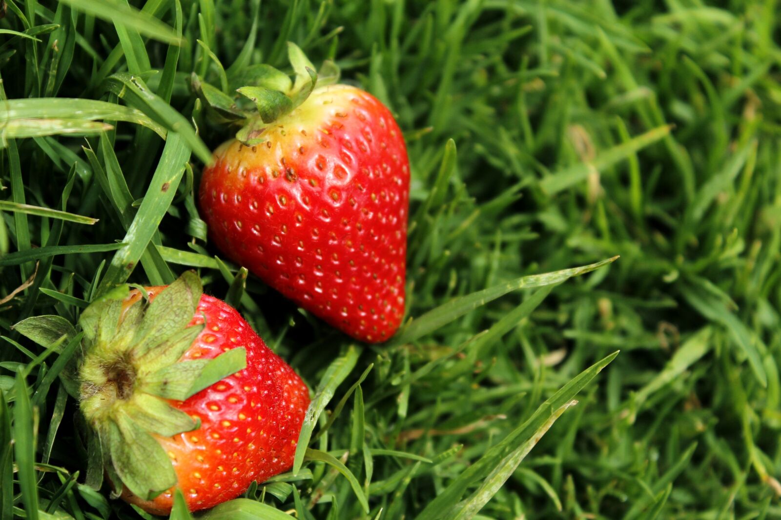 Canon EOS 1200D (EOS Rebel T5 / EOS Kiss X70 / EOS Hi) sample photo. Strawberries, strawberries on grass photography