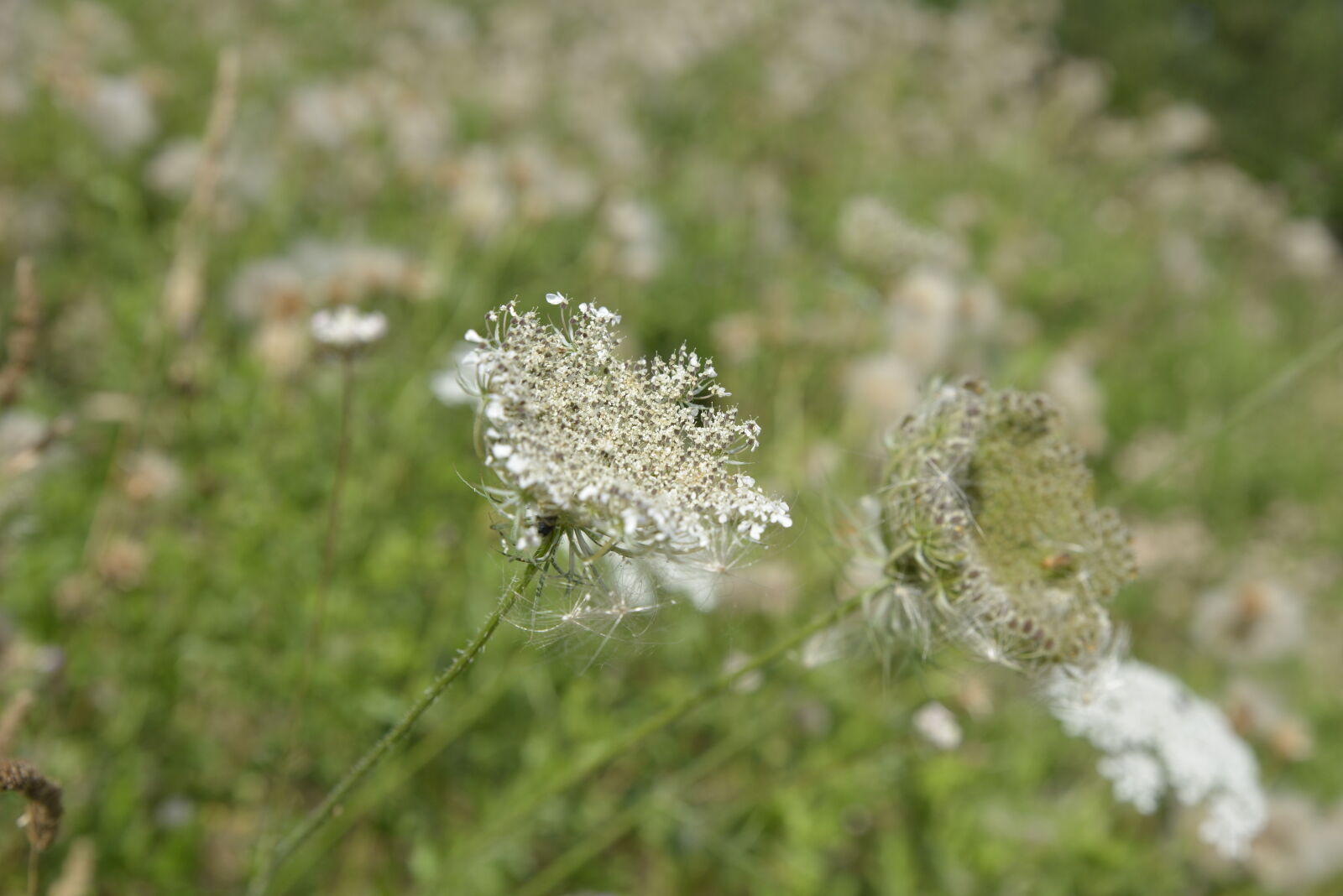Nikon D800 sample photo