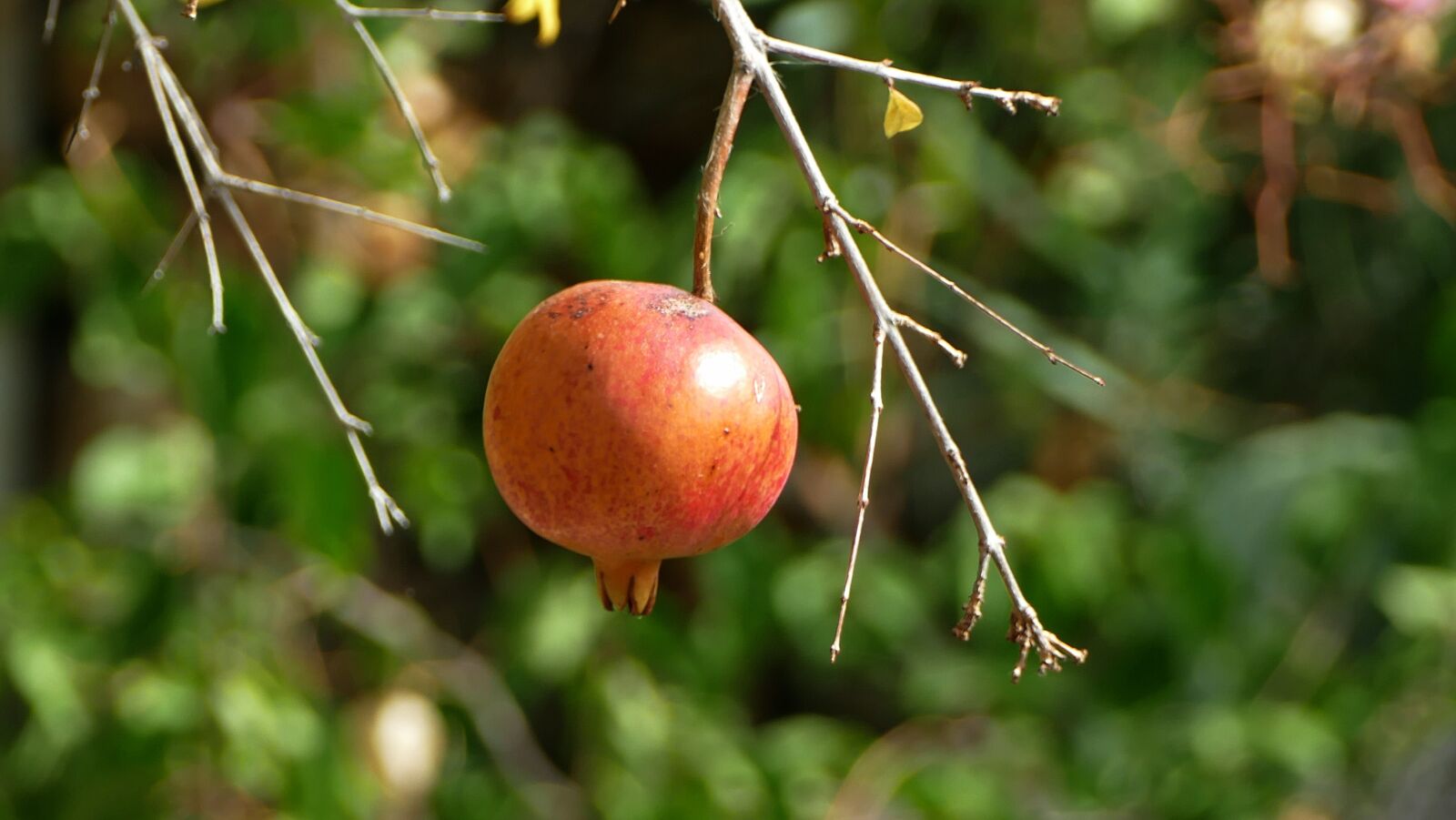 Panasonic Lumix DMC-FZ1000 sample photo. Pomegranate, fruit, mediterranean photography