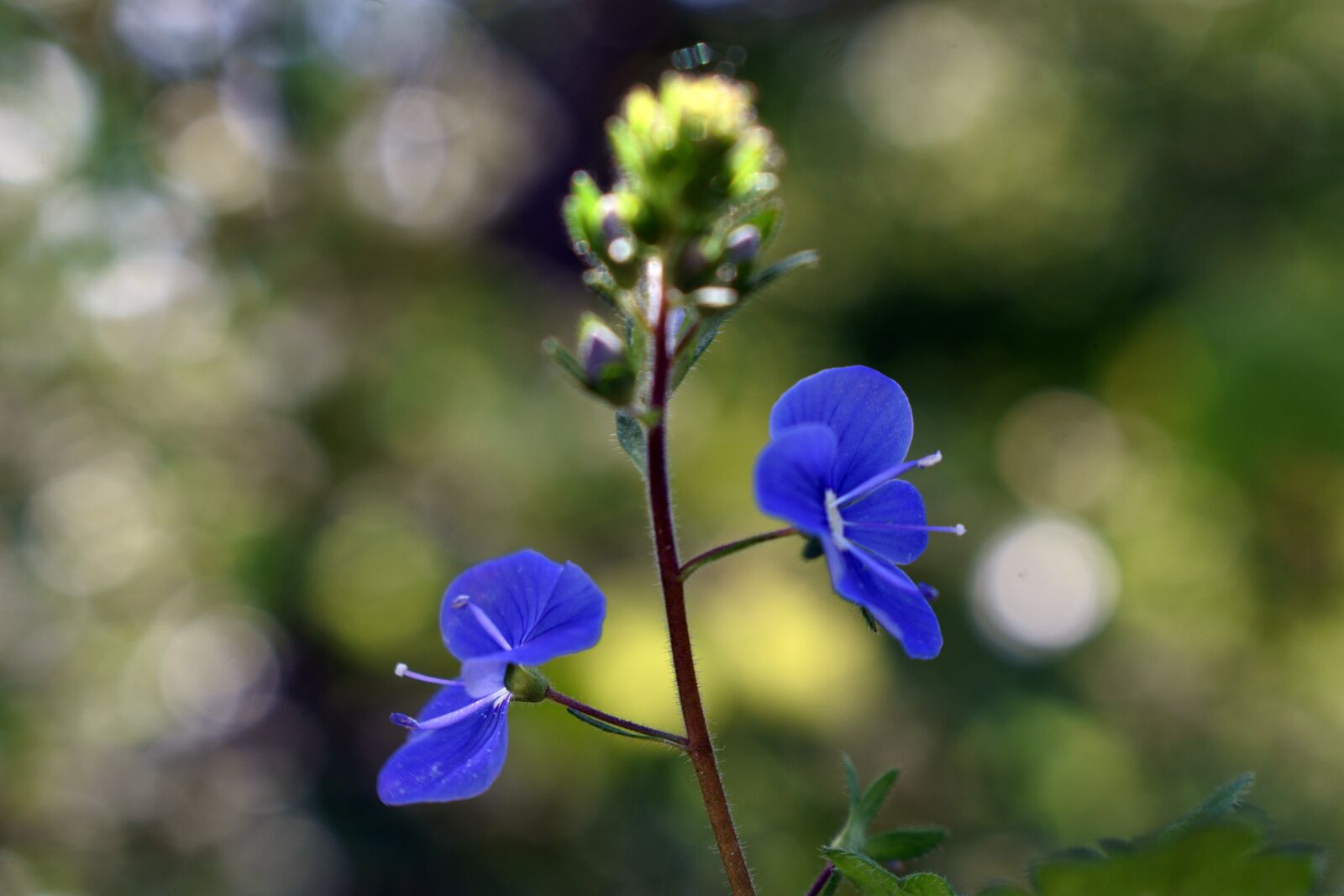 Nikon D3400 sample photo. Field, meadow, flower photography