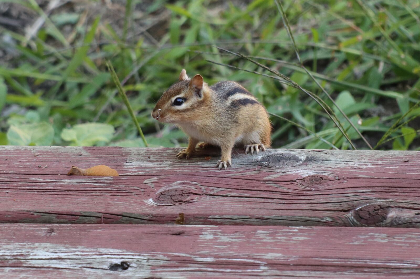 Canon EF-M 18-150mm F3.5-6.3 IS STM sample photo. Chipmunk, wildlife, deck photography
