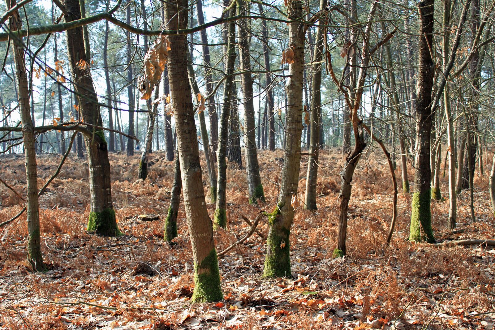 Canon EOS 7D sample photo. Forest, undergrowth, nature photography