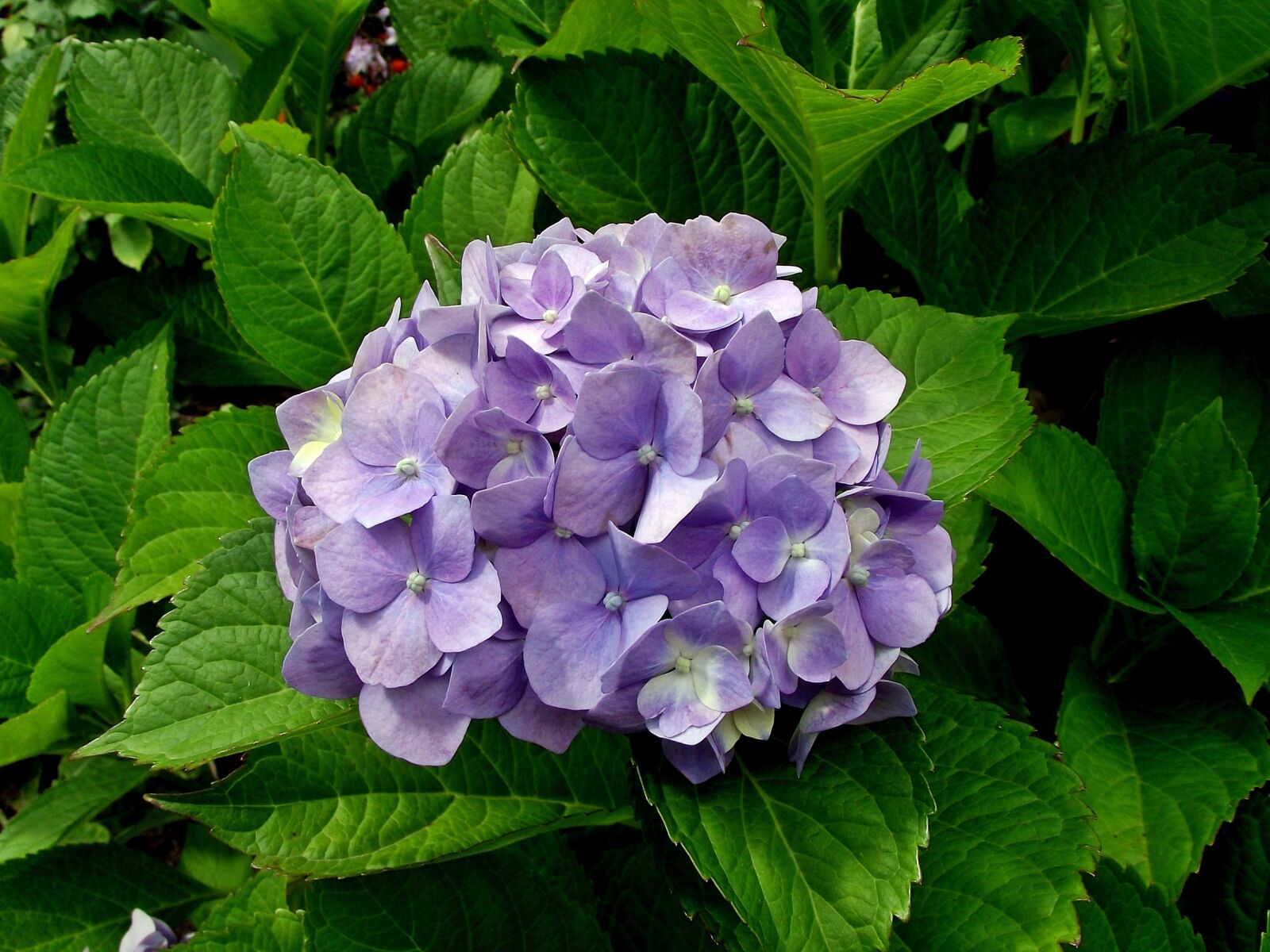 FujiFilm FinePix S1600 (FinePix S1770) sample photo. Nature, plant, leaf photography