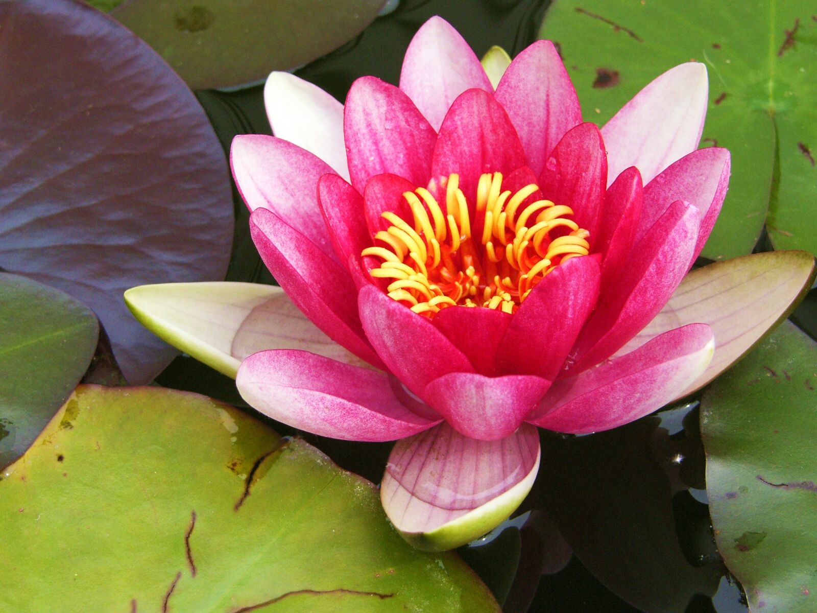 Samsung Pro 815 sample photo. Flower, plant, blossom photography