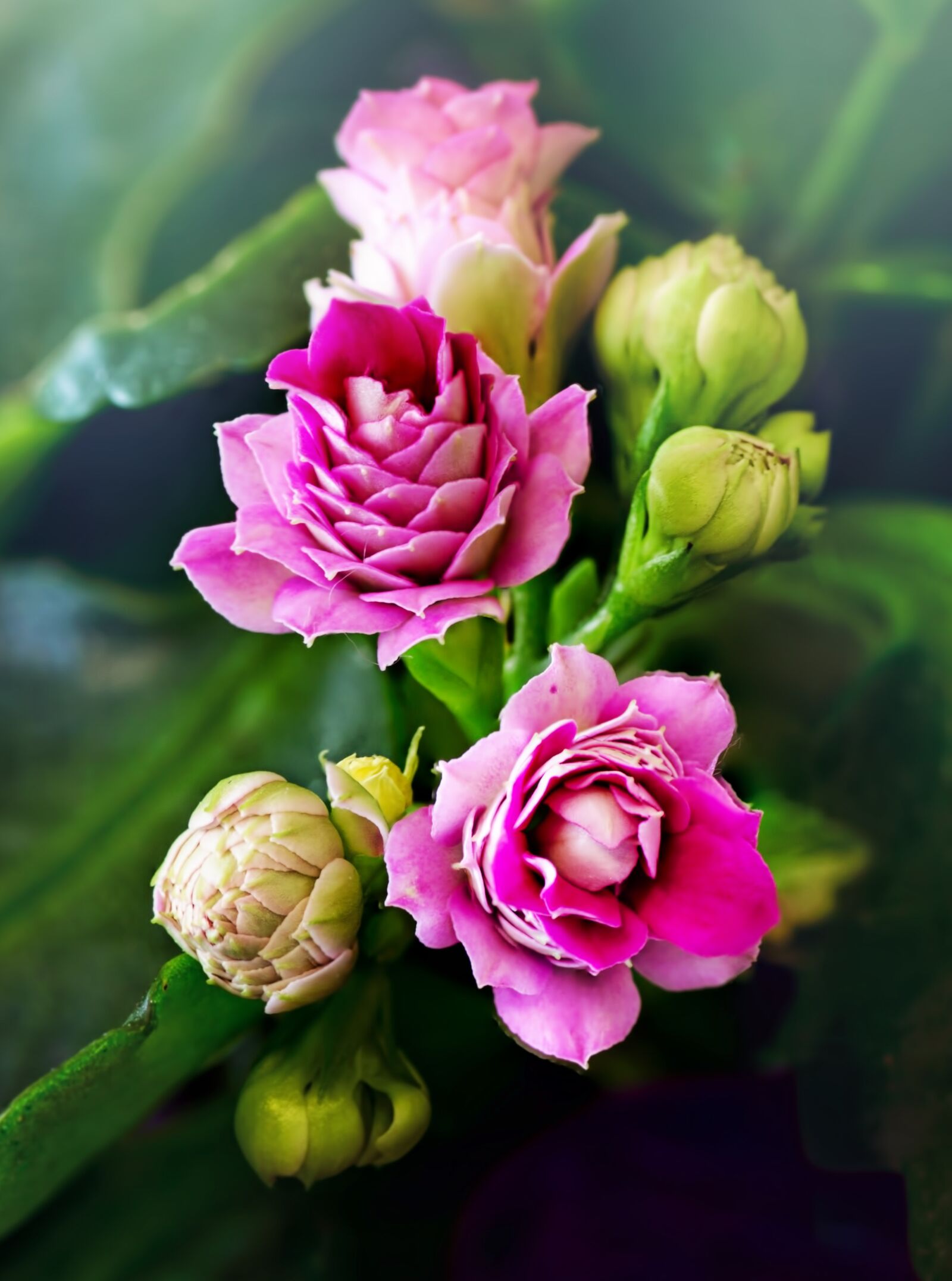 Canon EOS 5D Mark III sample photo. Flower, nature, flora photography