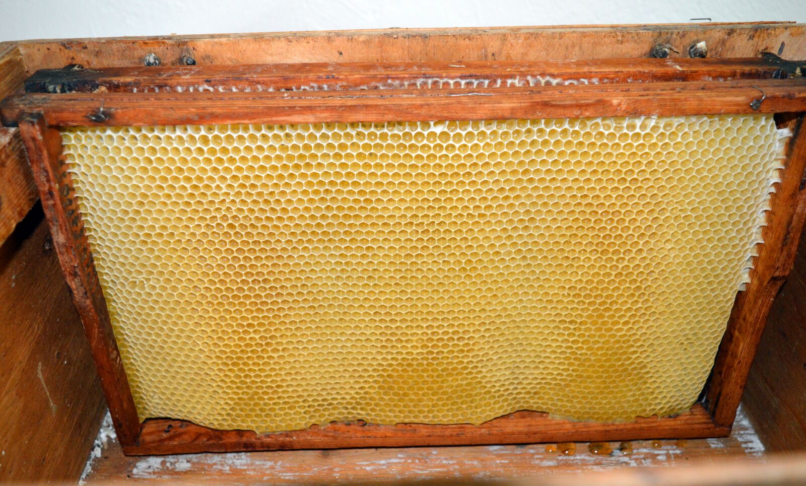Nikon D3200 sample photo. Honeycomb, honeycomb structure, beekeeping photography