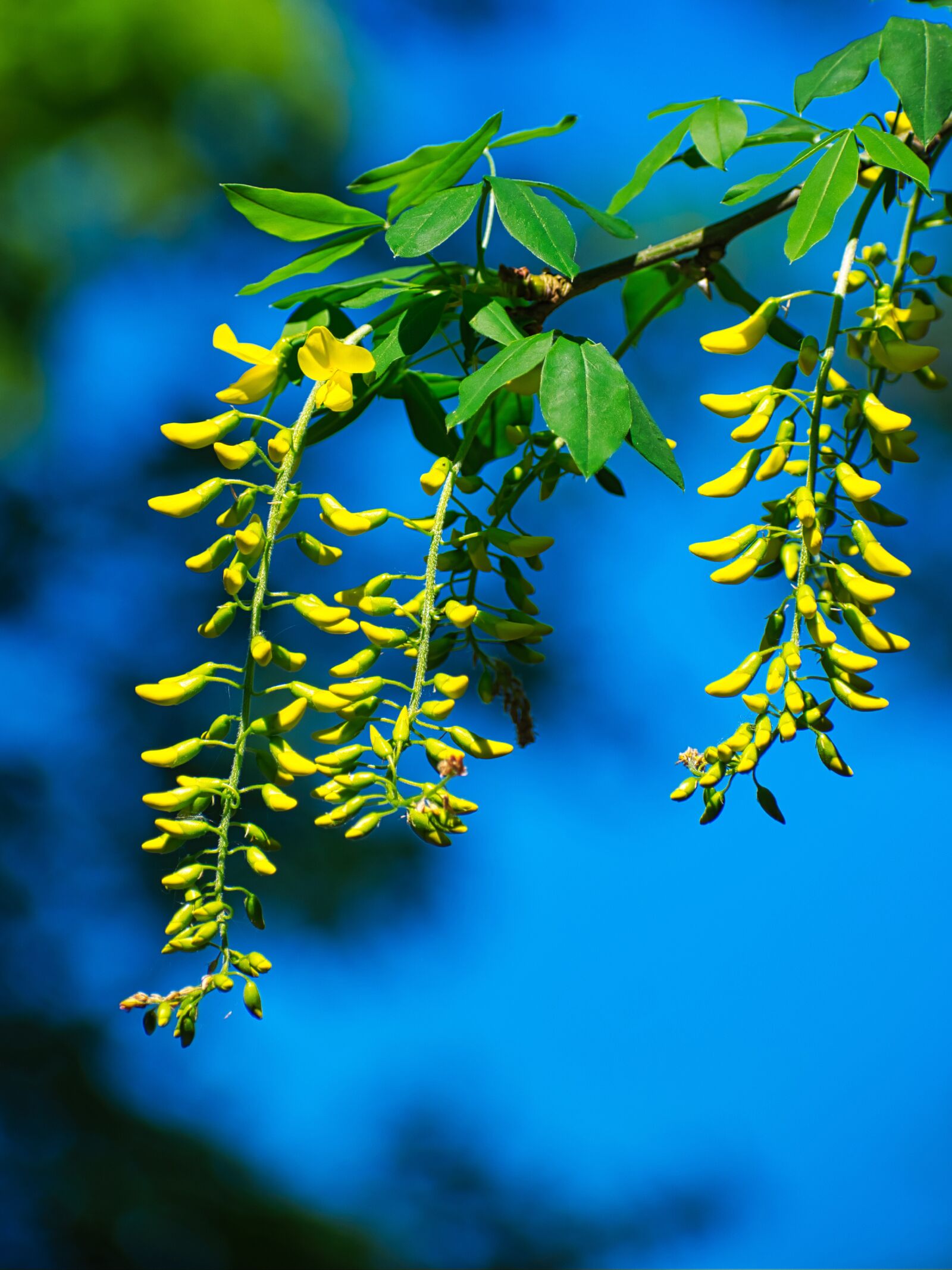Nikon D3400 sample photo. Blue, yellow, blue sky photography